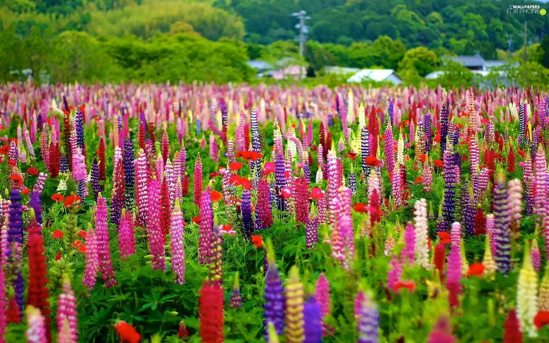 lupine, Meadow, color