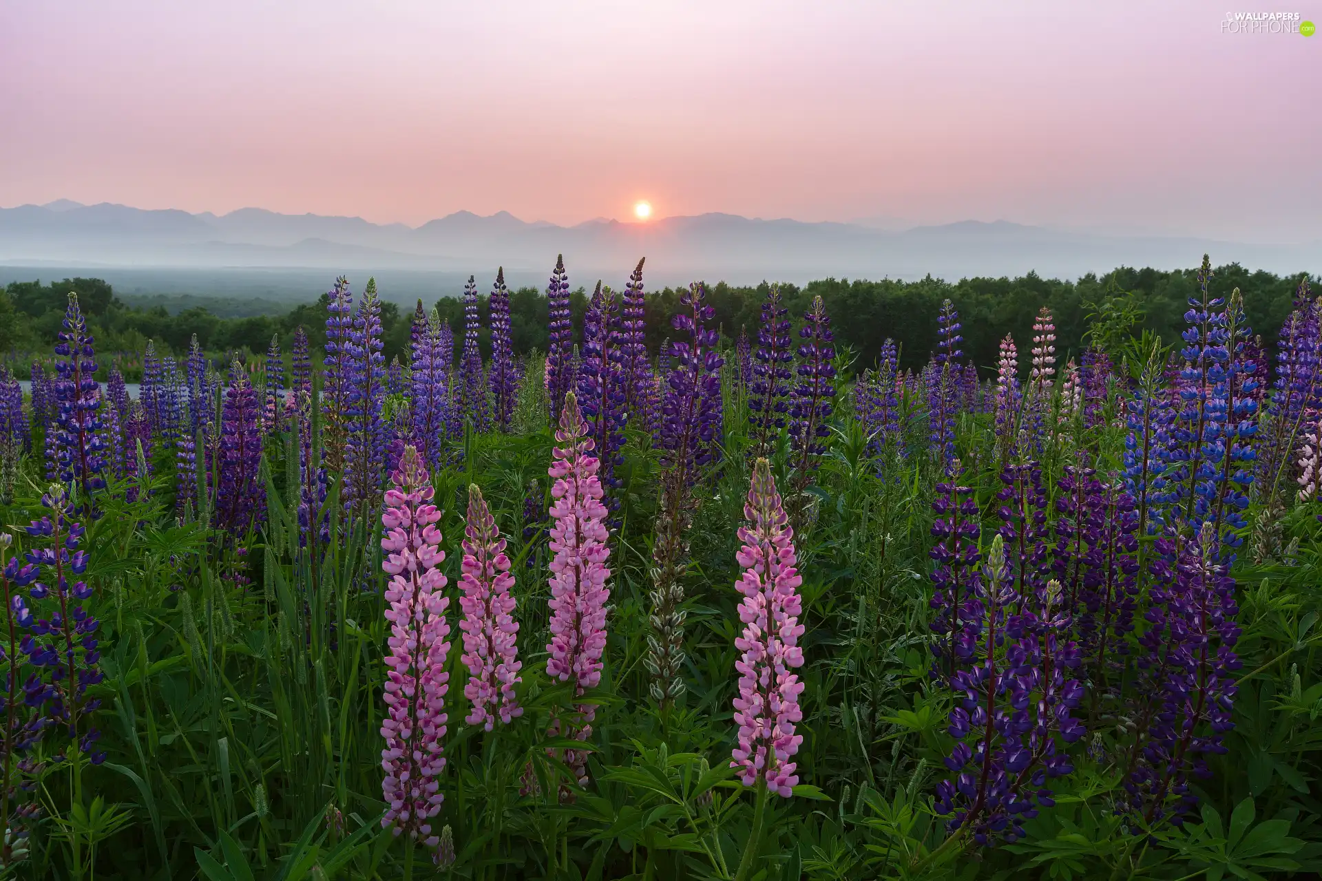 Great Sunsets, Meadow, lupine