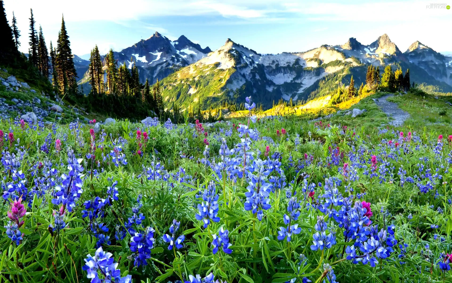 Mountains, field, lupine, woods