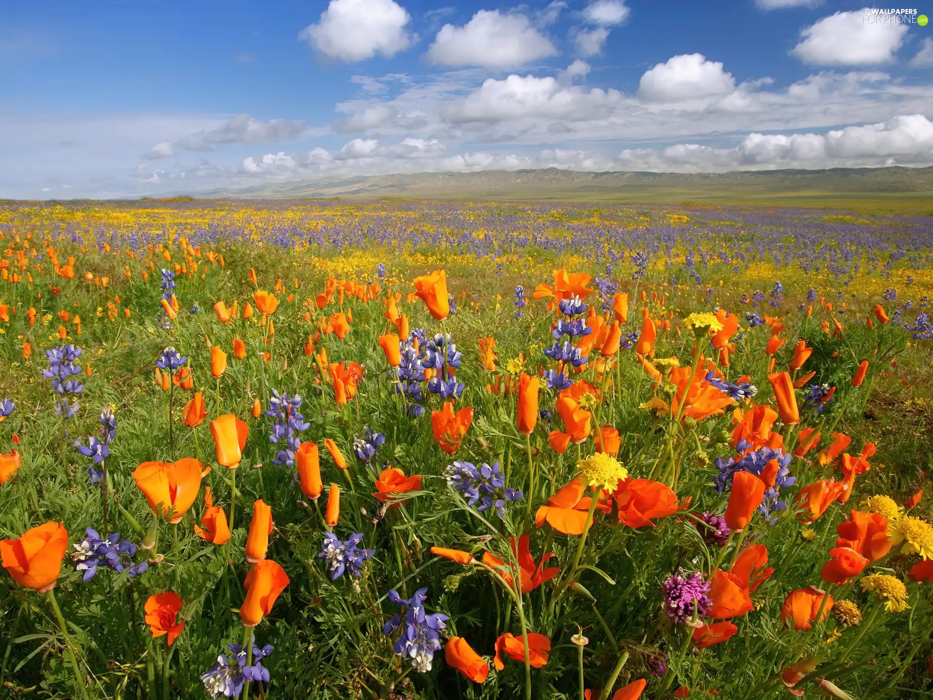 lupine, Meadow, papavers