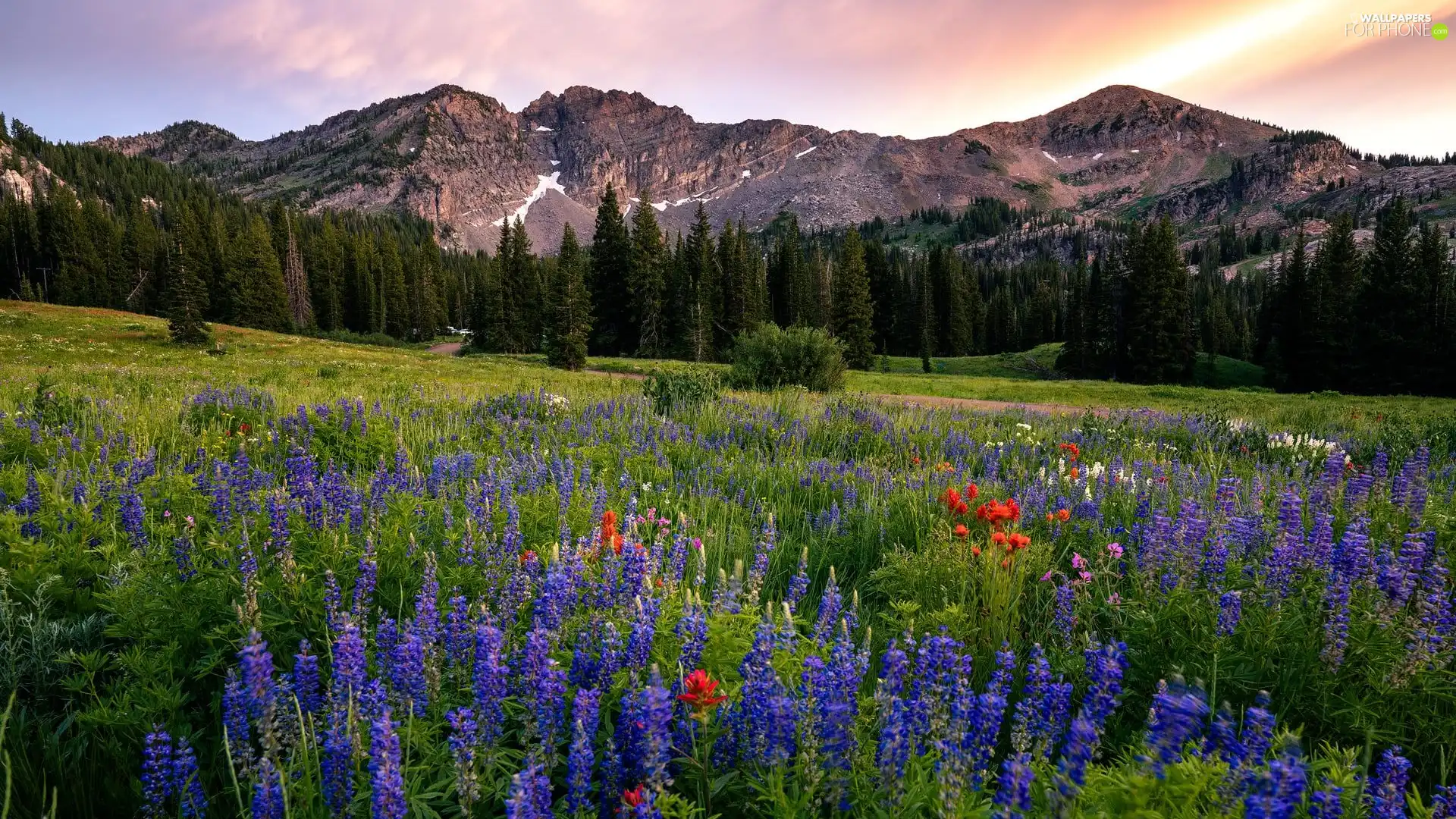 viewes, Mountains, Flowers, lupine, Meadow, trees