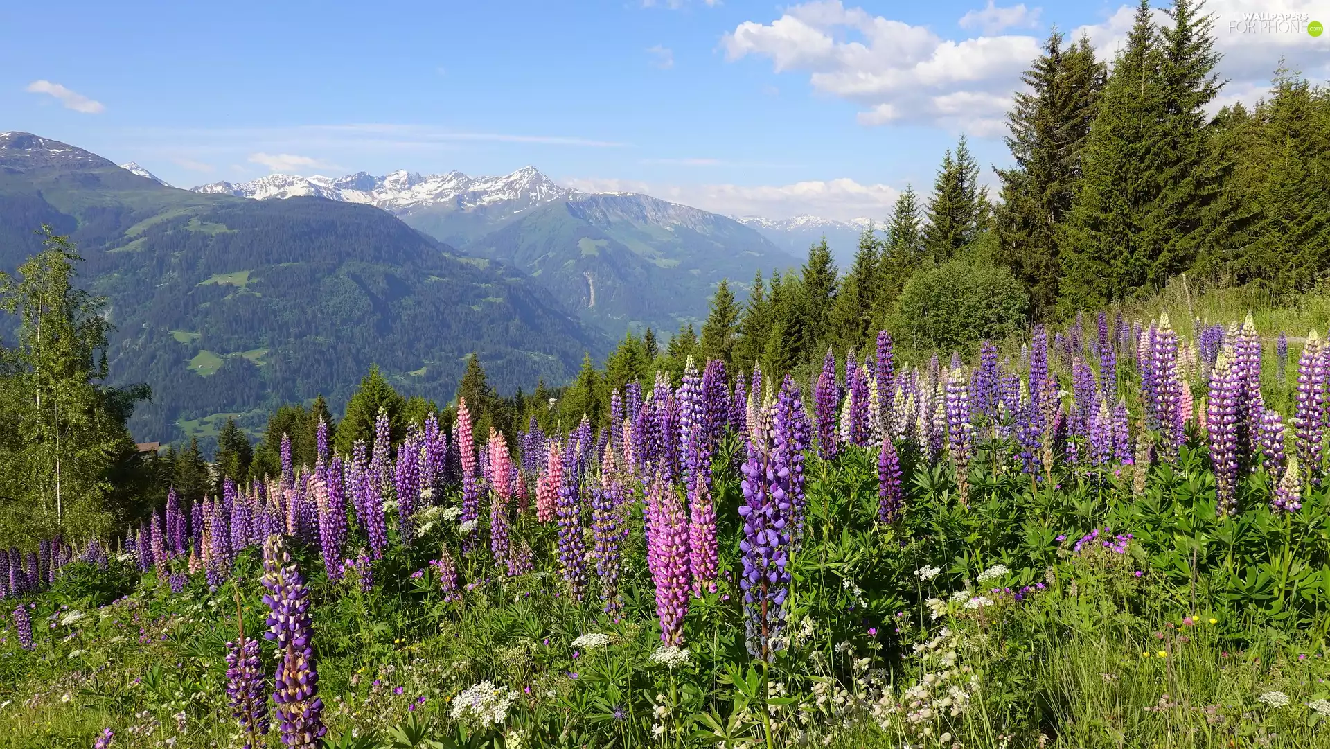 Hill, Flowers, viewes, lupine, Meadow, trees, Mountains