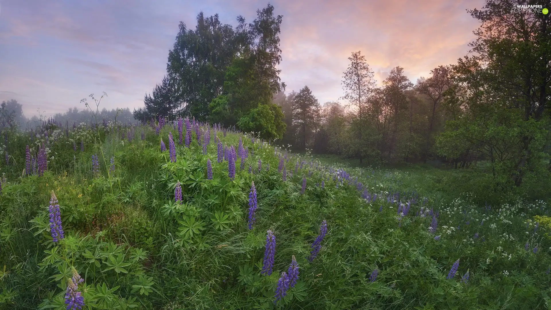 Meadow, trees, viewes, lupins