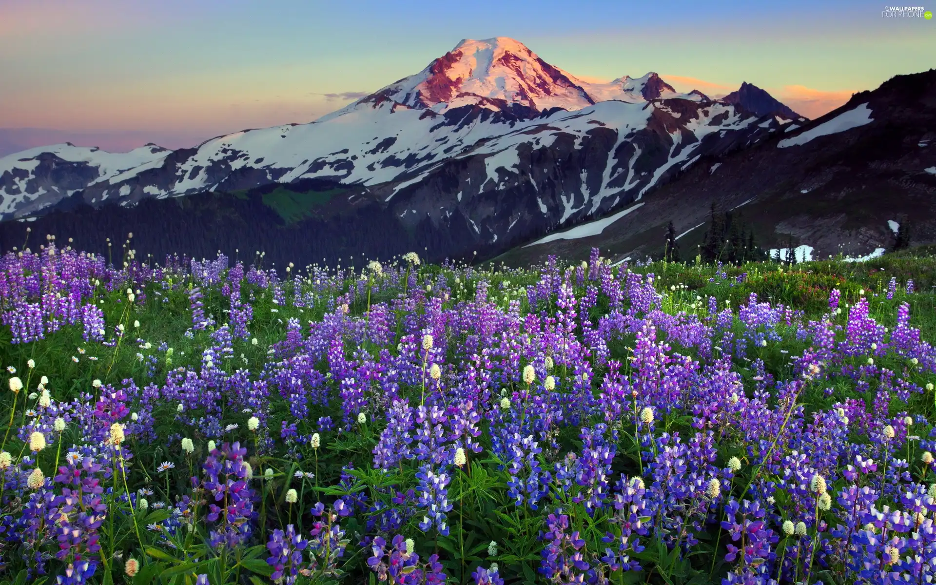 west, Mountains, lupins, sun