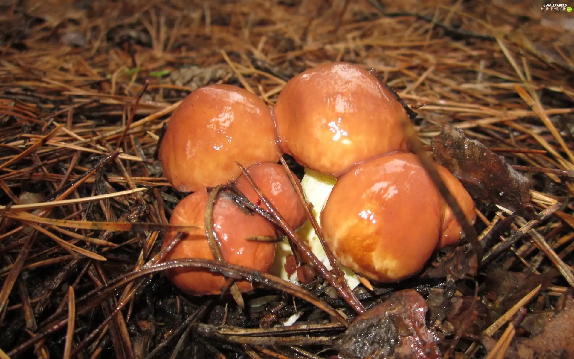 mushrooms, Luteus