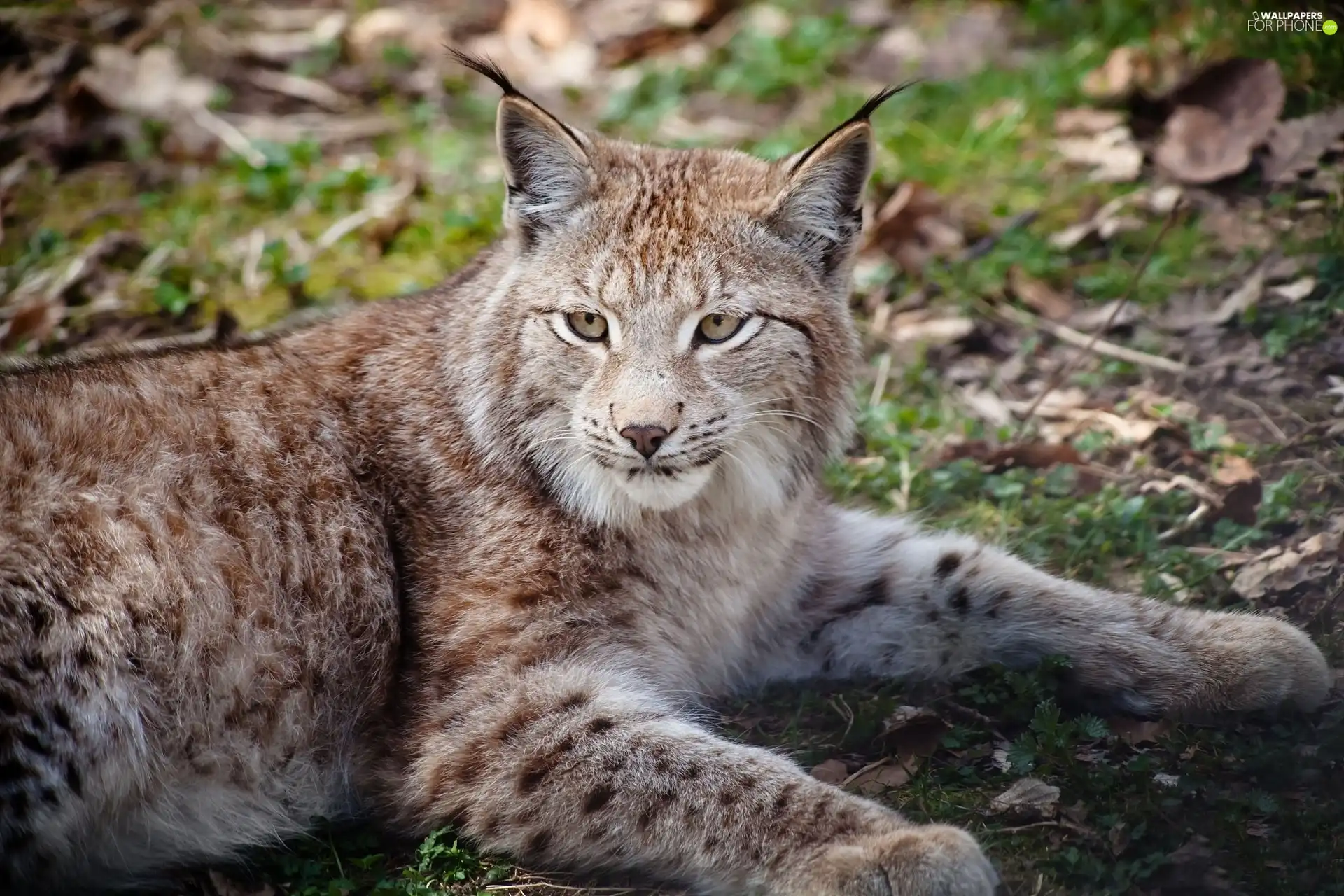 Lynx