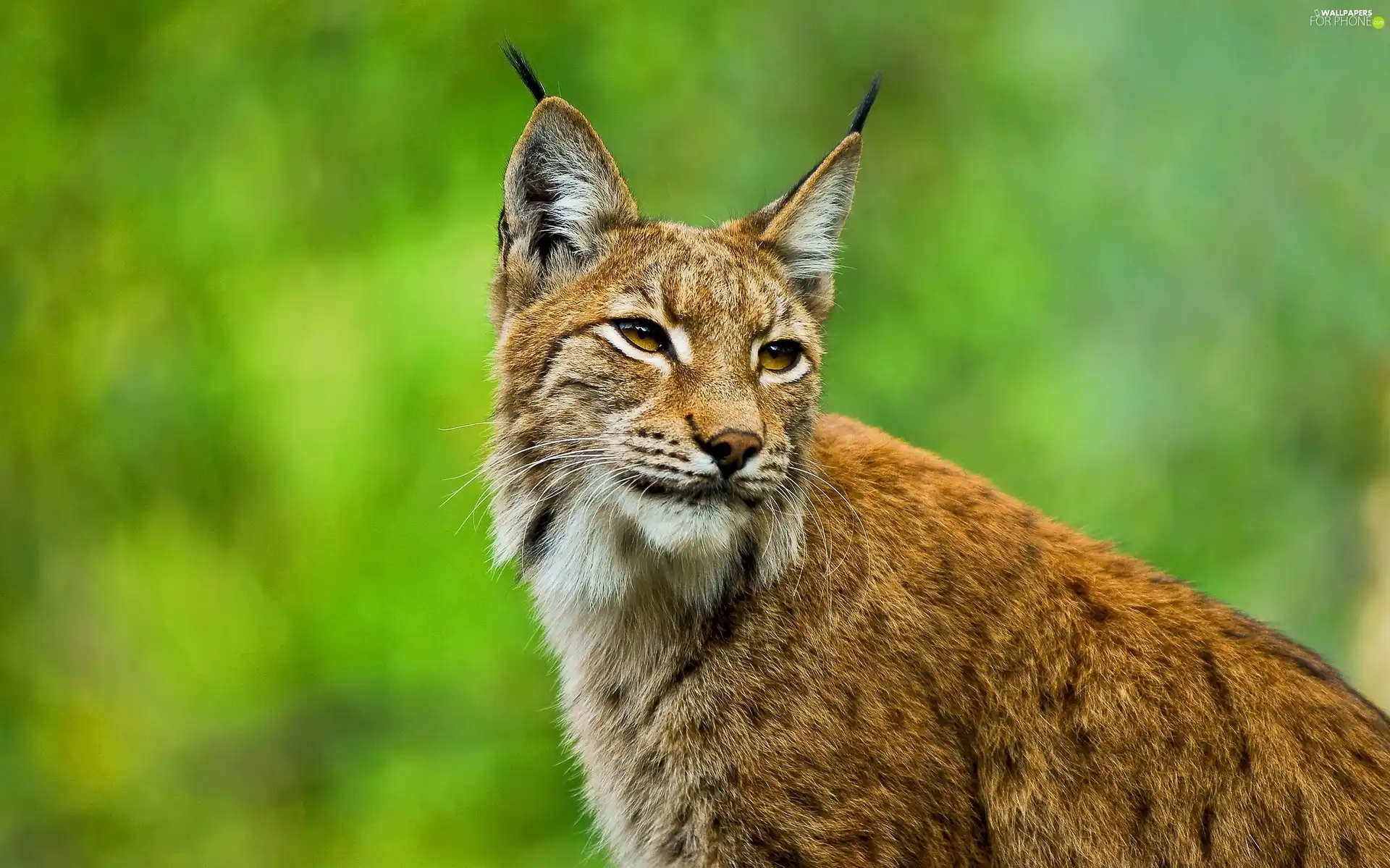 Lynx