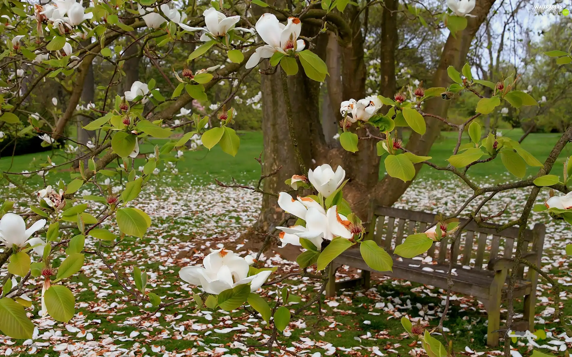 Magnolia, Bench, Park, White, Spring