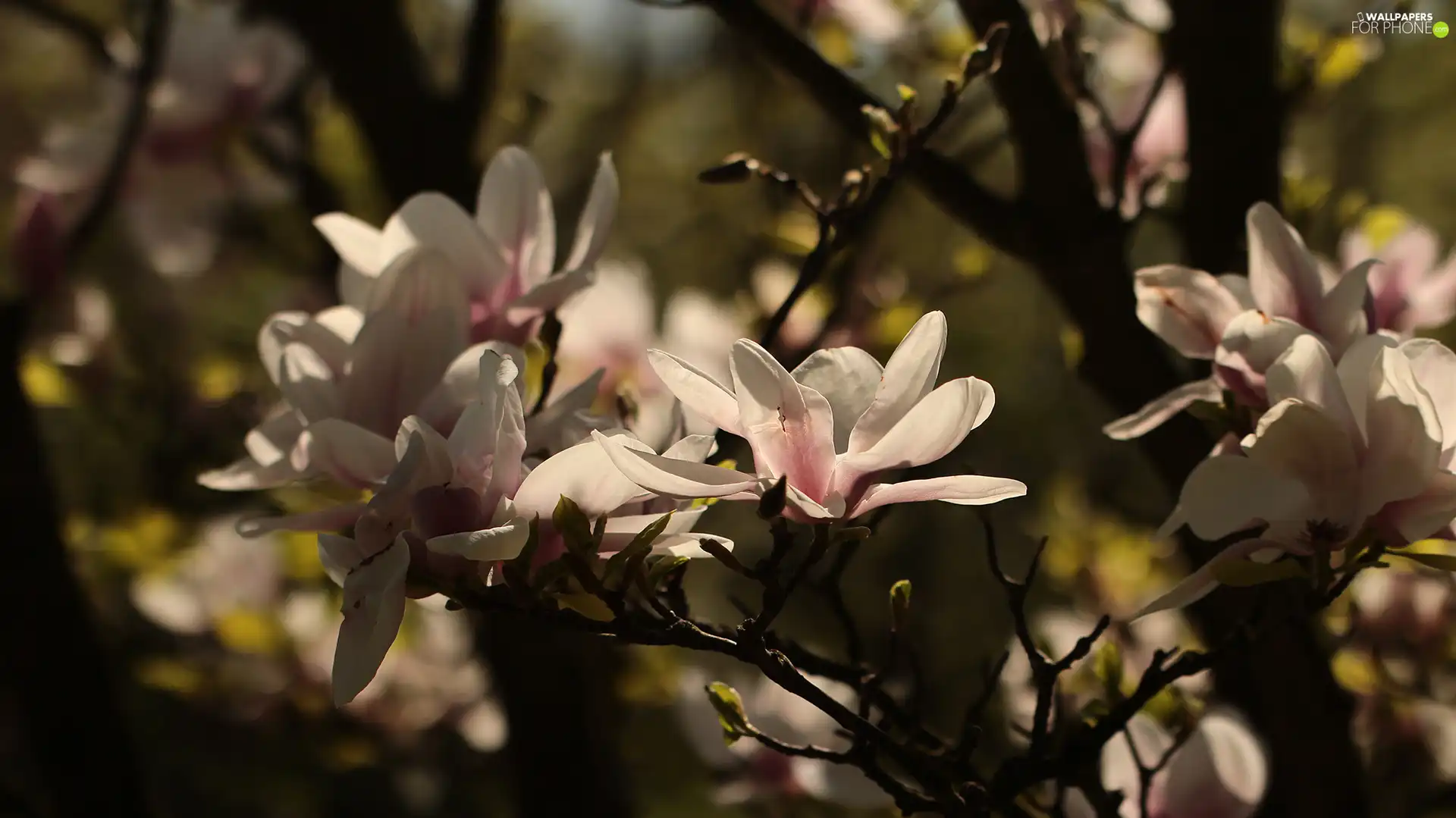 Bush, Pink, Flowers, Magnolia