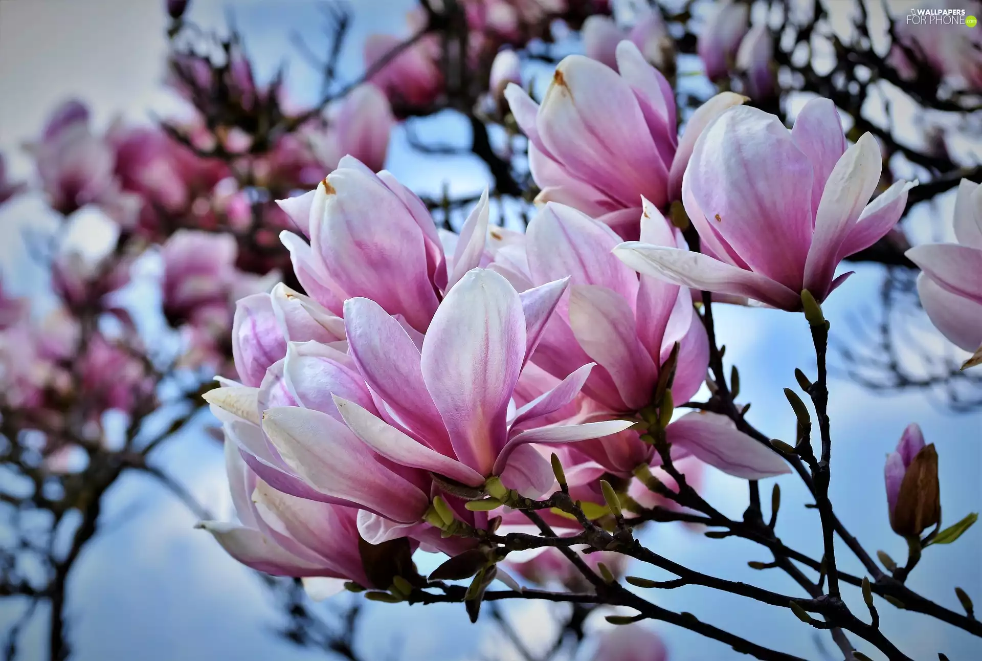 Magnolia, Bush, Flowers