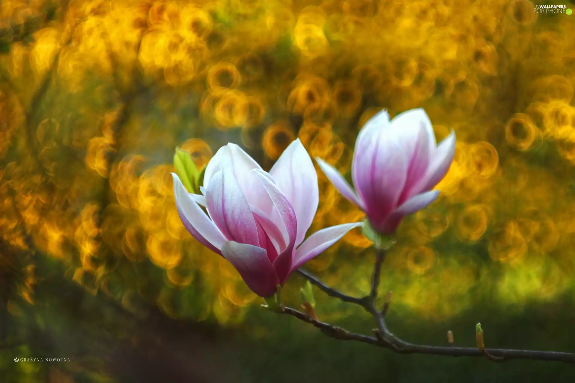 Pink, Flowers, Bush, Magnolia