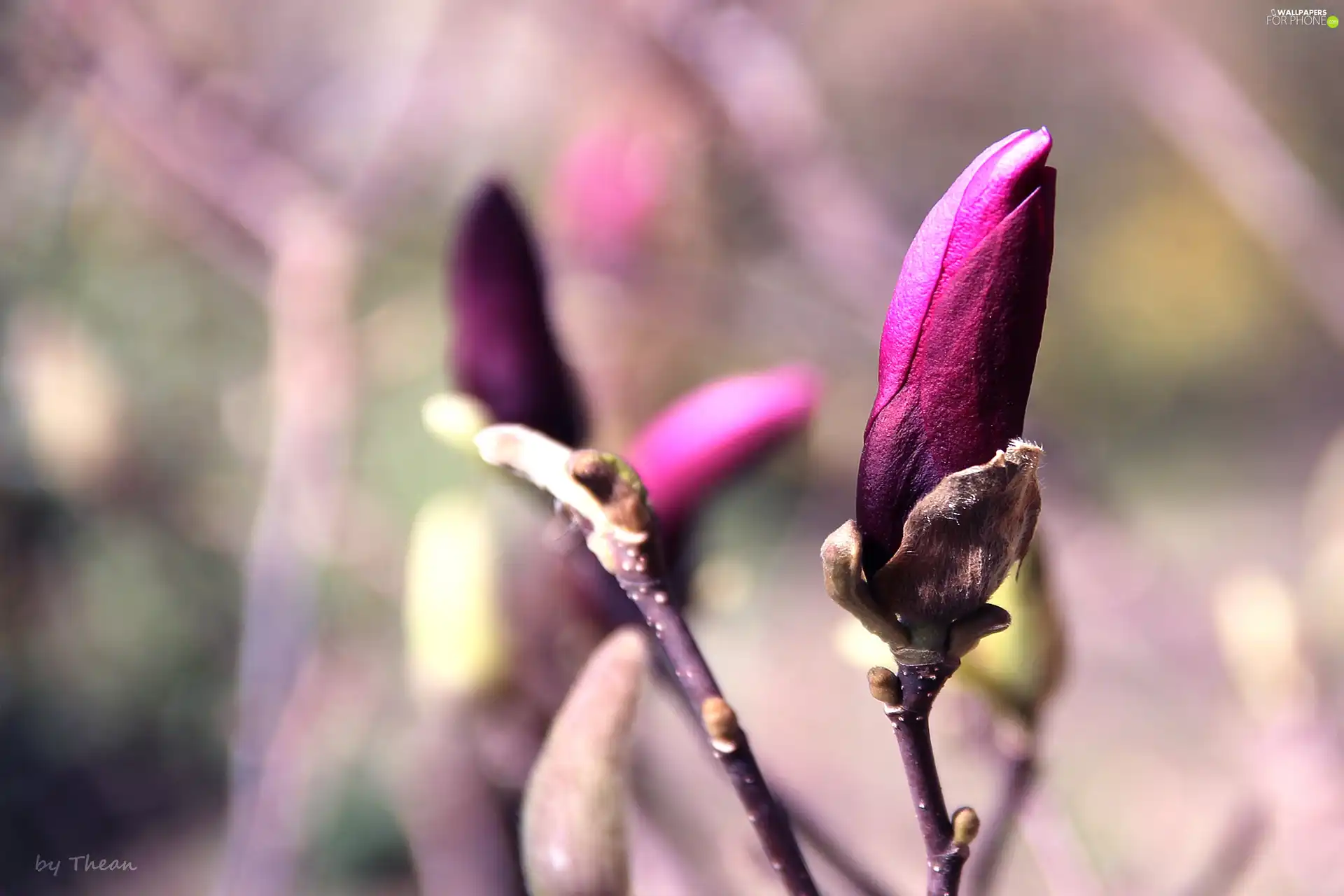 Violet, Magnolia