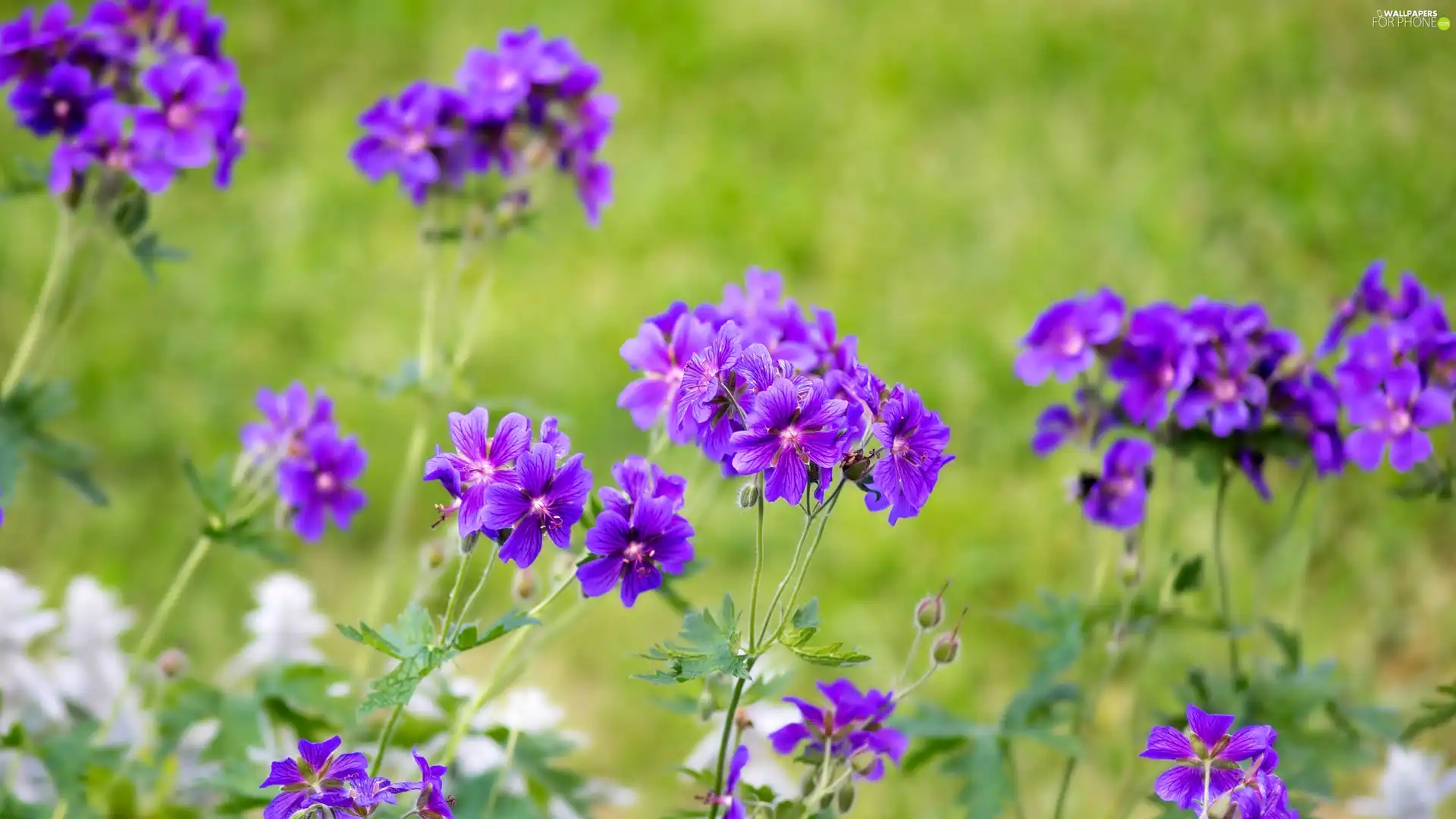 Mallow, purple, Flowers