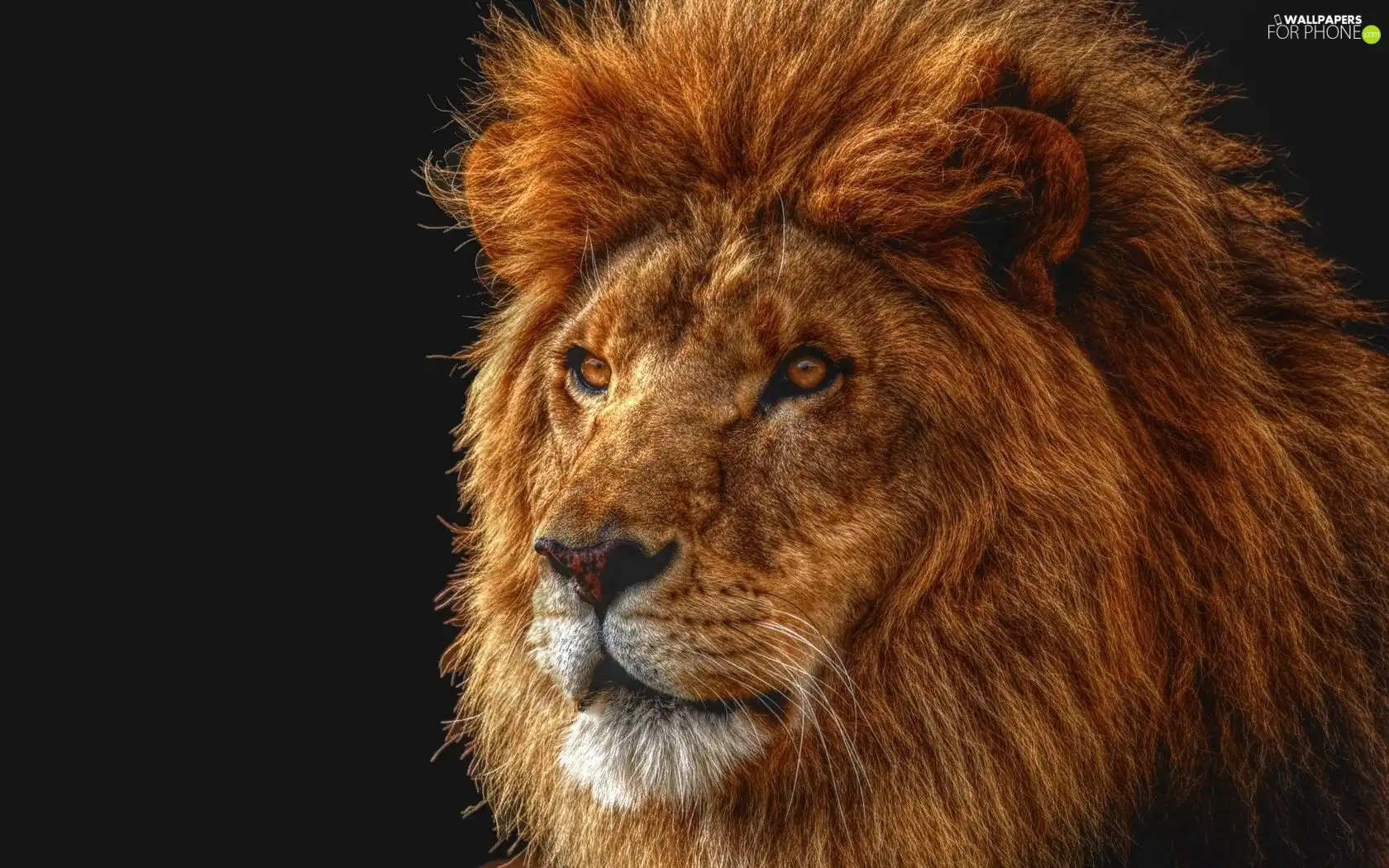 Lion, mane
