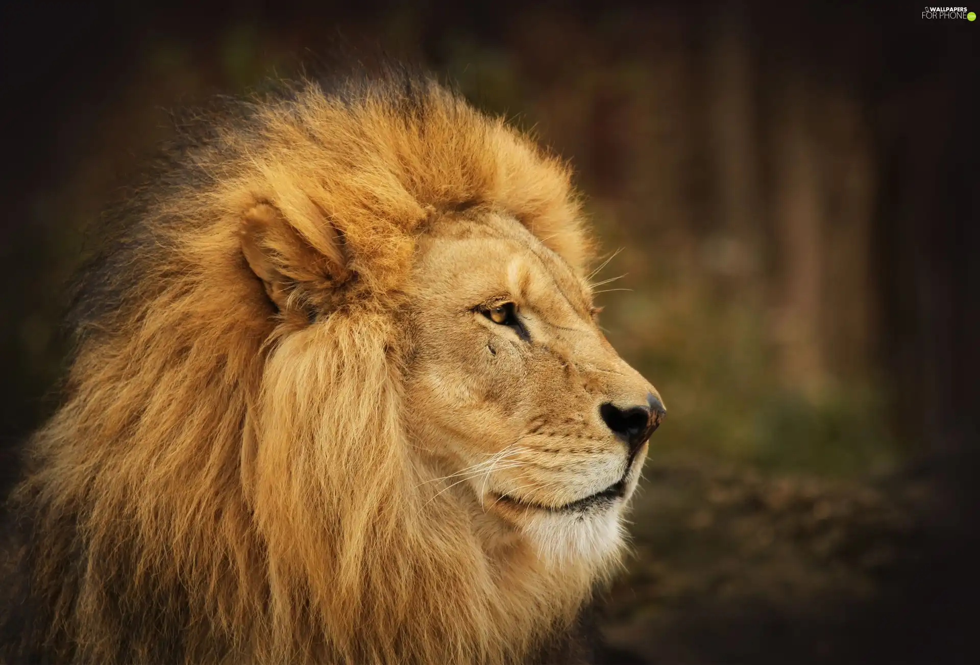 Lion, mane