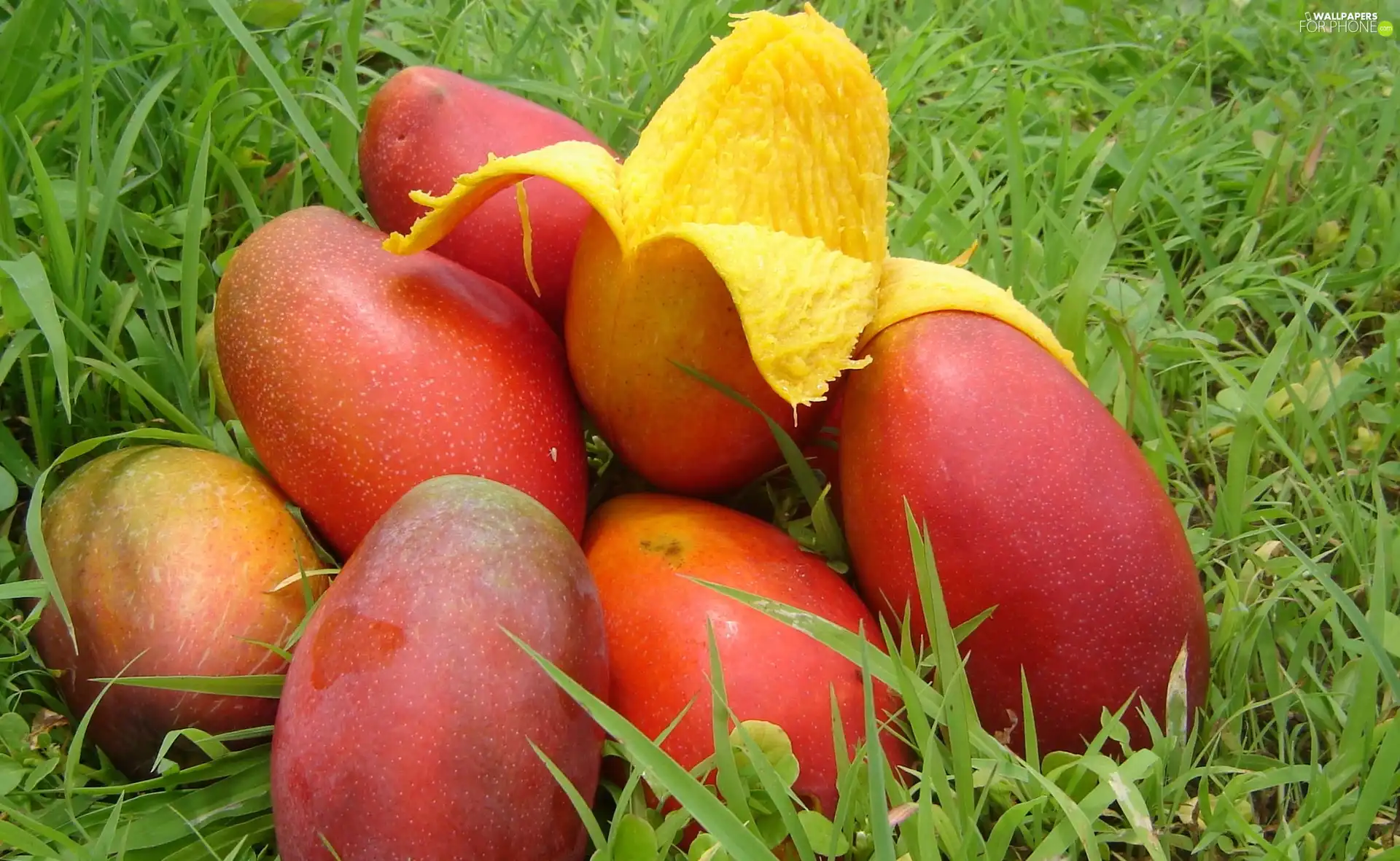Mango, pile, fruits