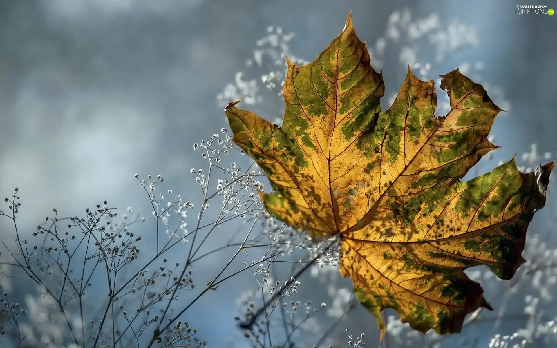 Autumn, leaf, maple, Yellow