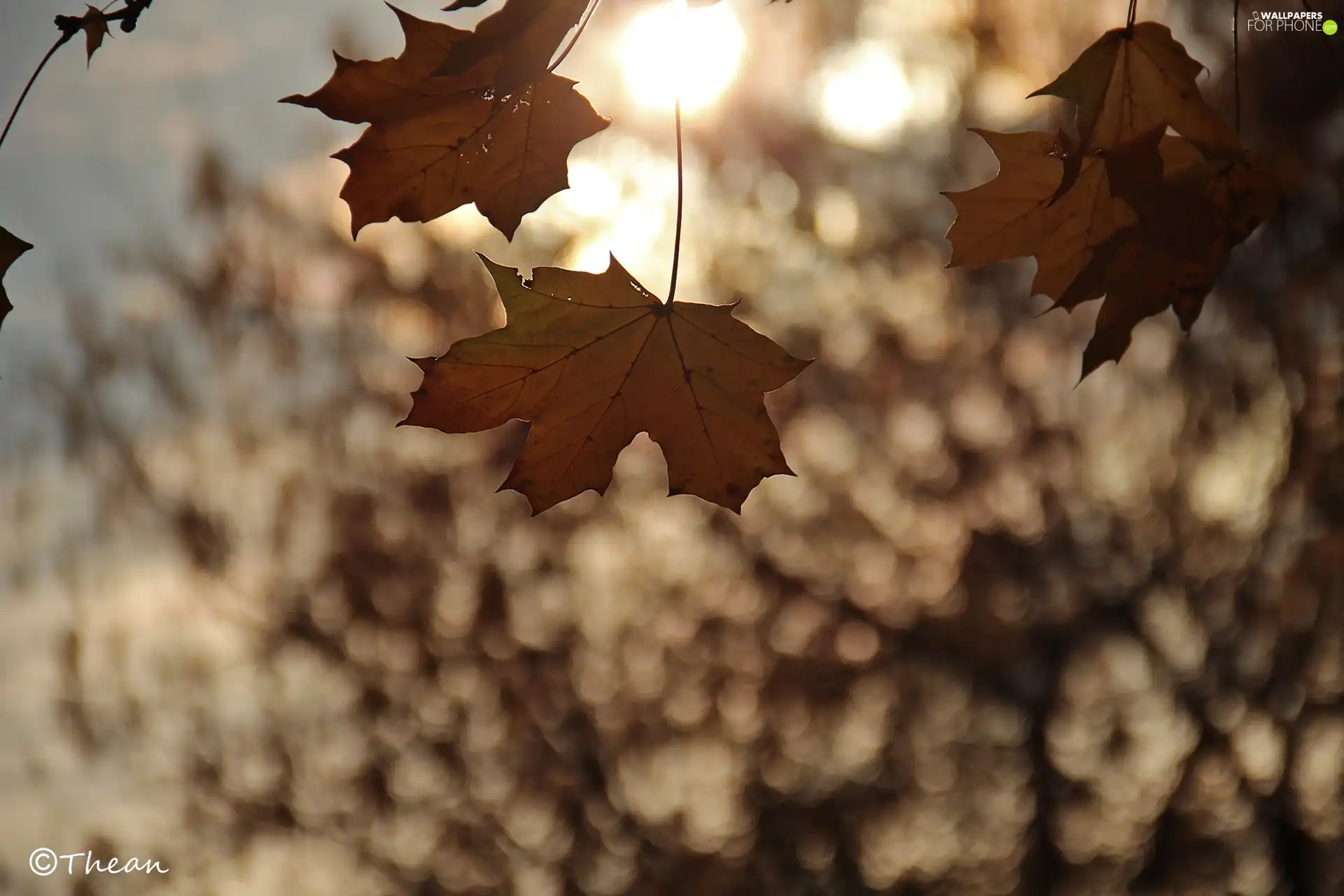 maple, Autumn, Leaf