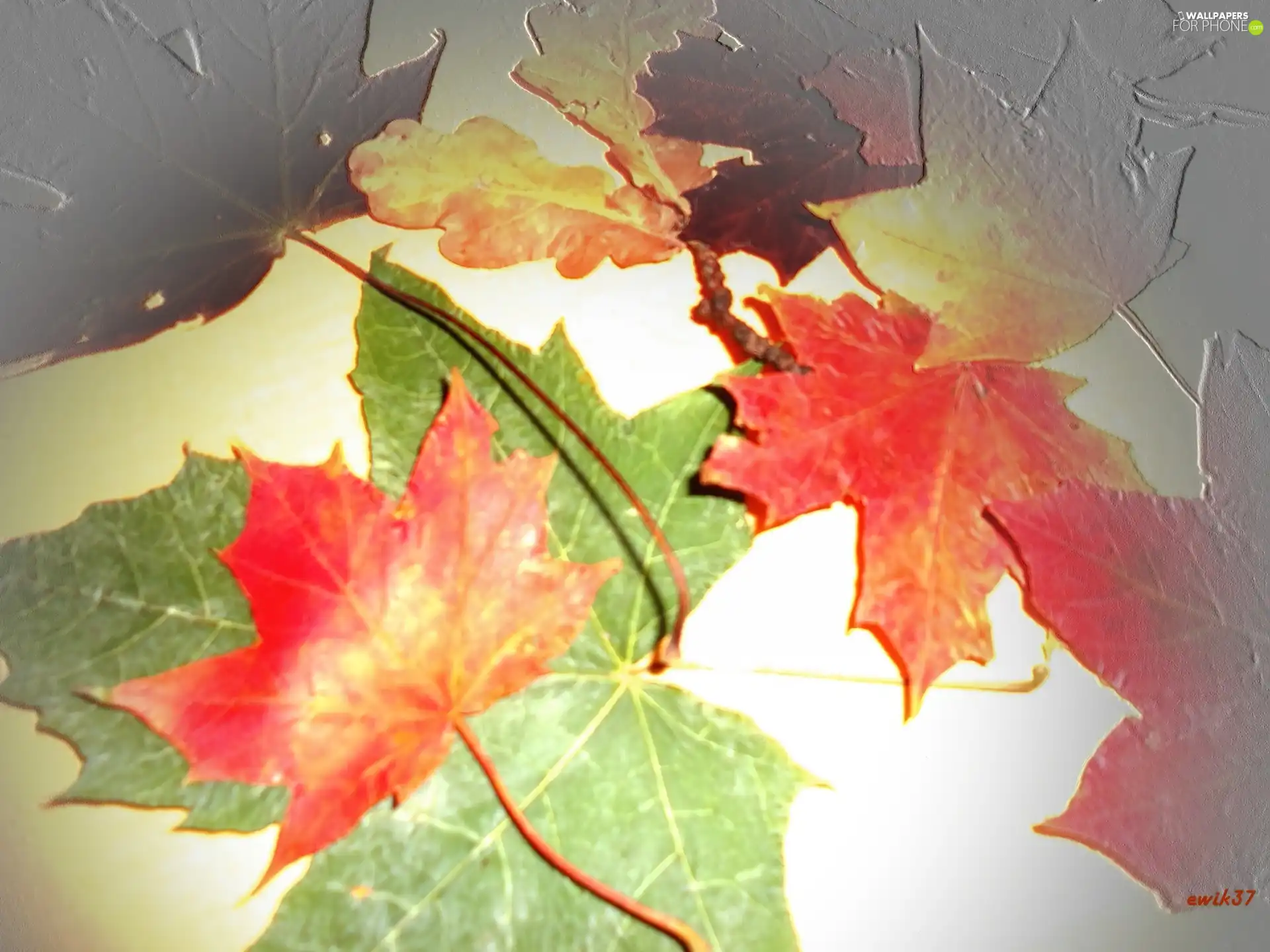 Leaf, maple