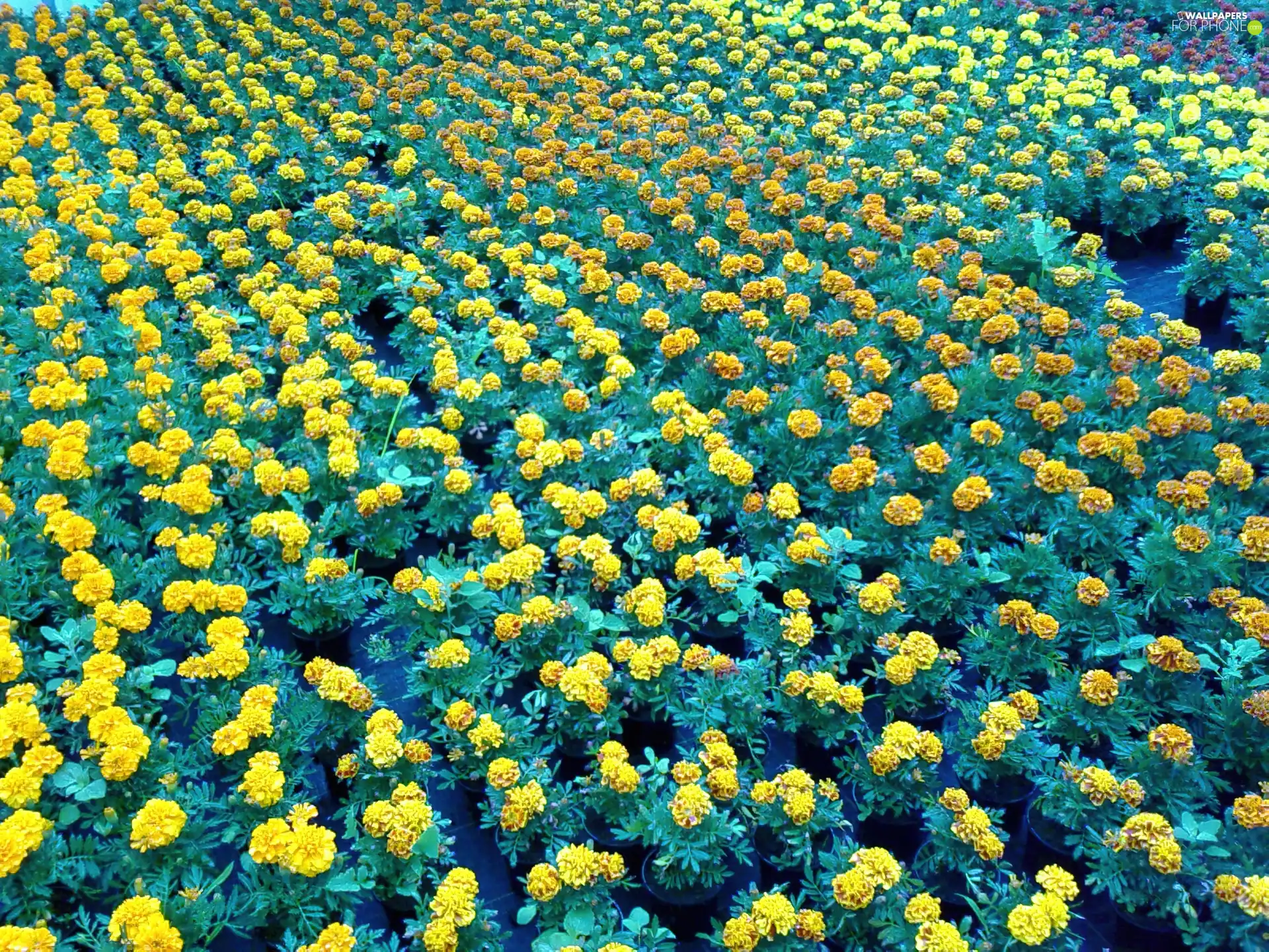 Field, marigolds