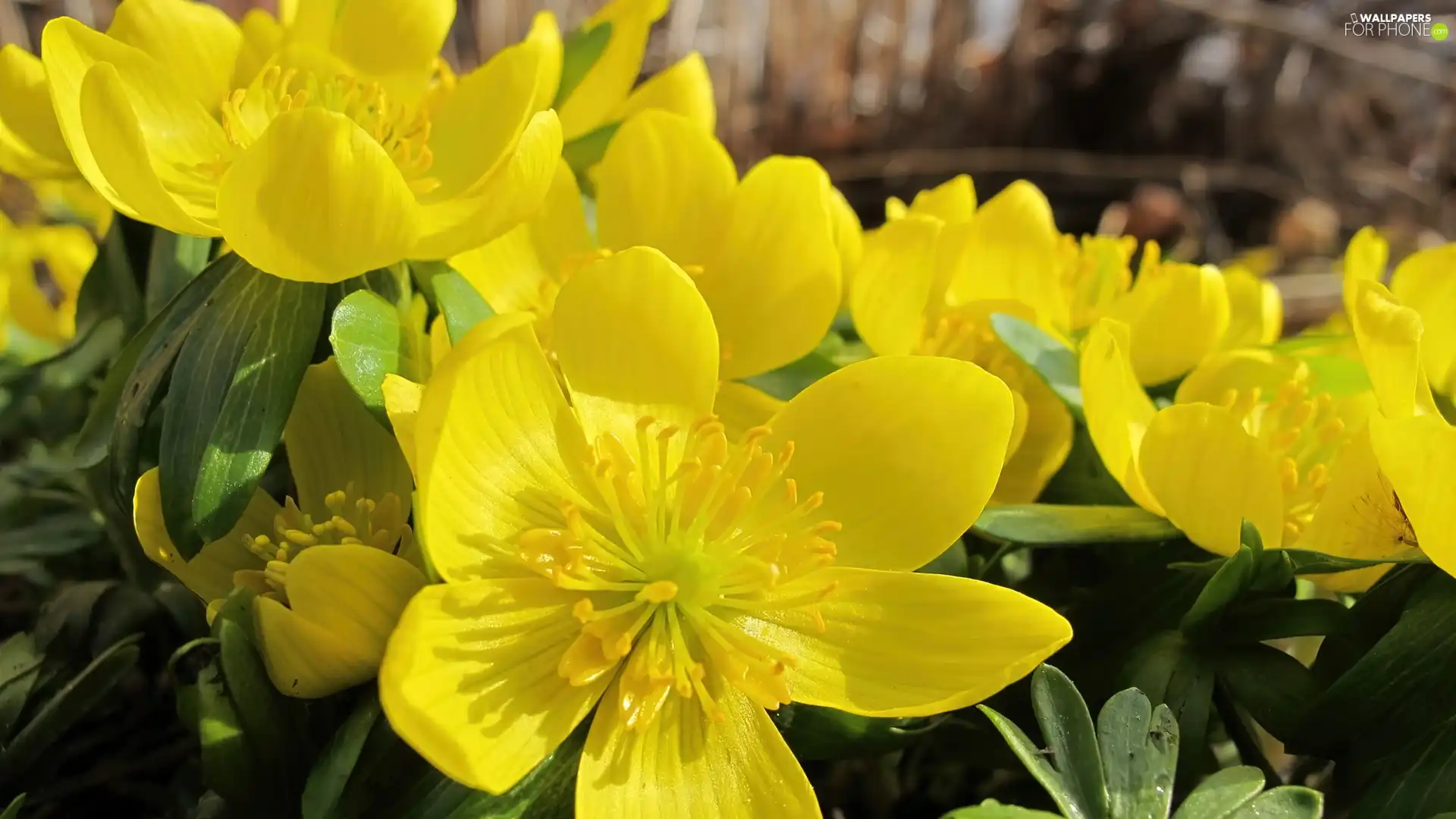 Spring, Yellow, marigolds, Flowers