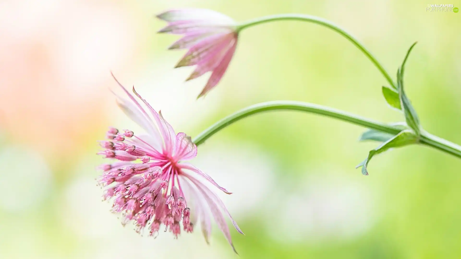 Close, blur, Great Masterwort, bud, Colourfull Flowers