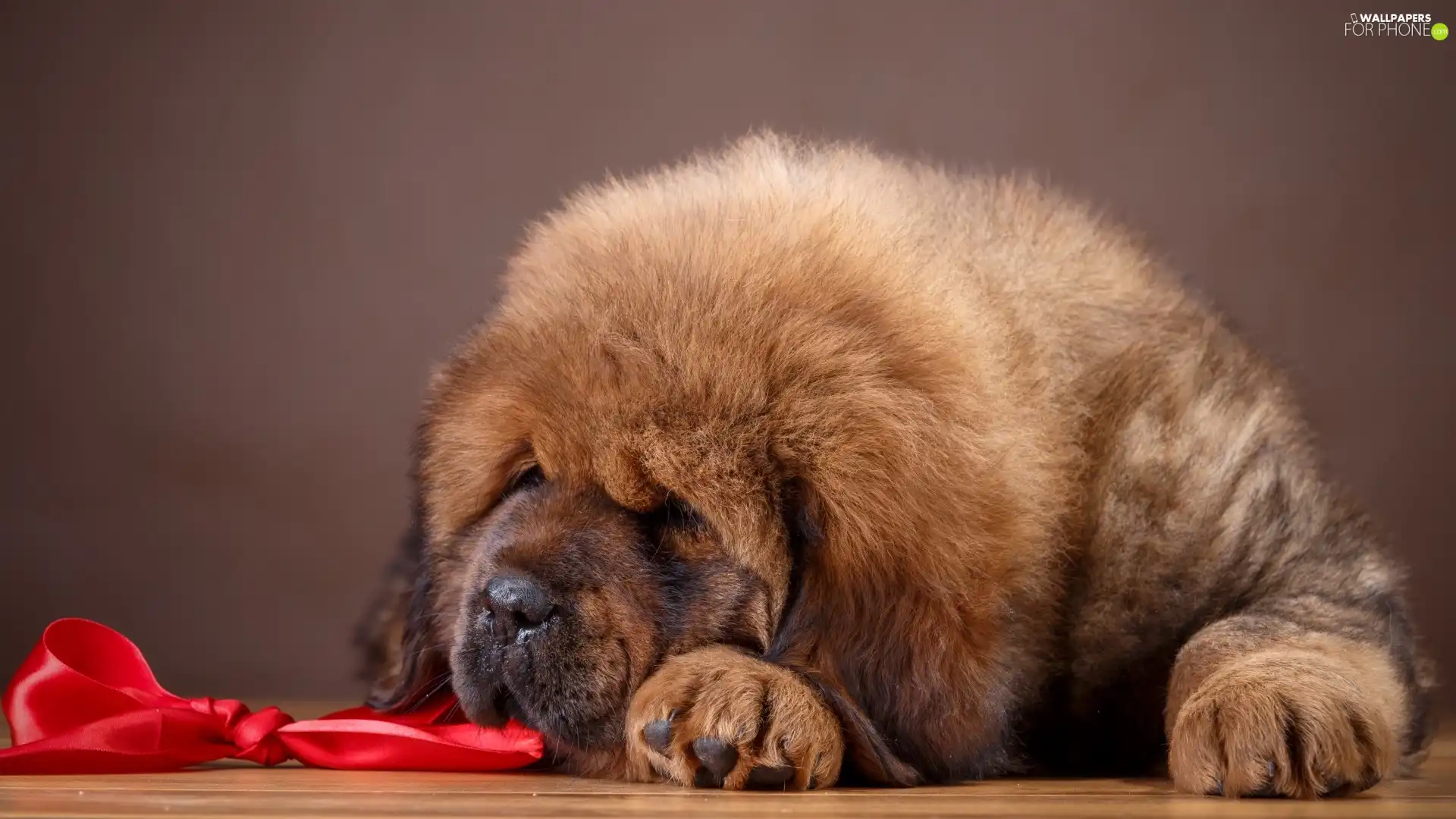 sleepy, Tibetan Mastiff