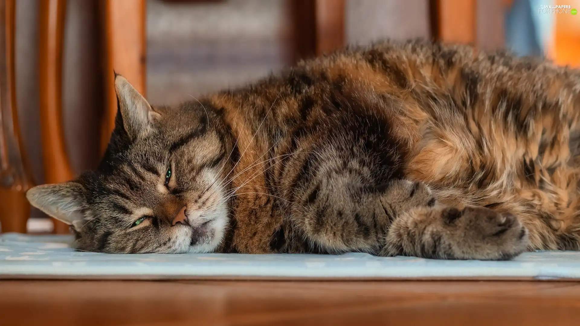 mat, dun, cat