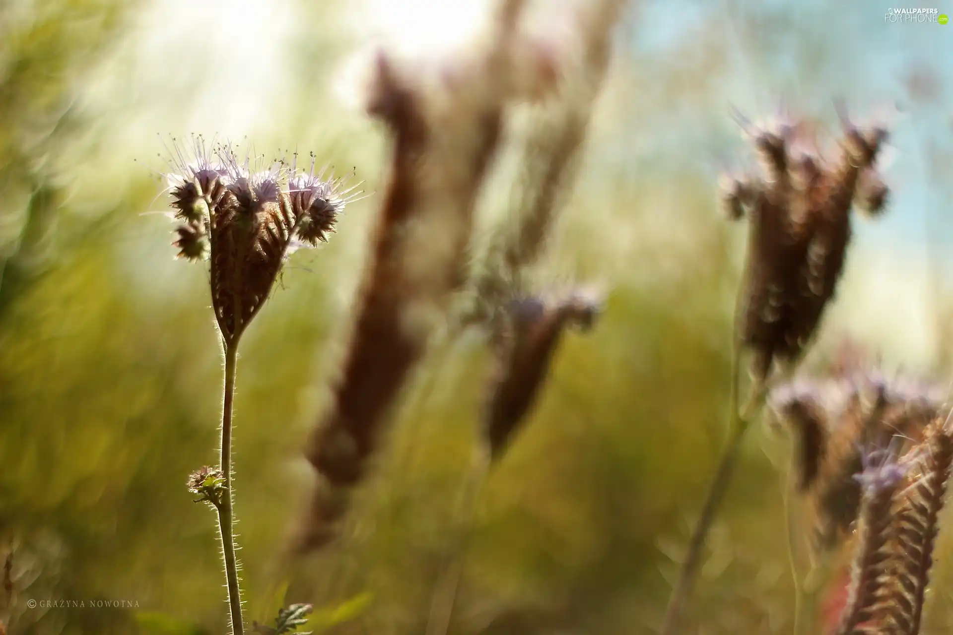 meadow, Plants, an