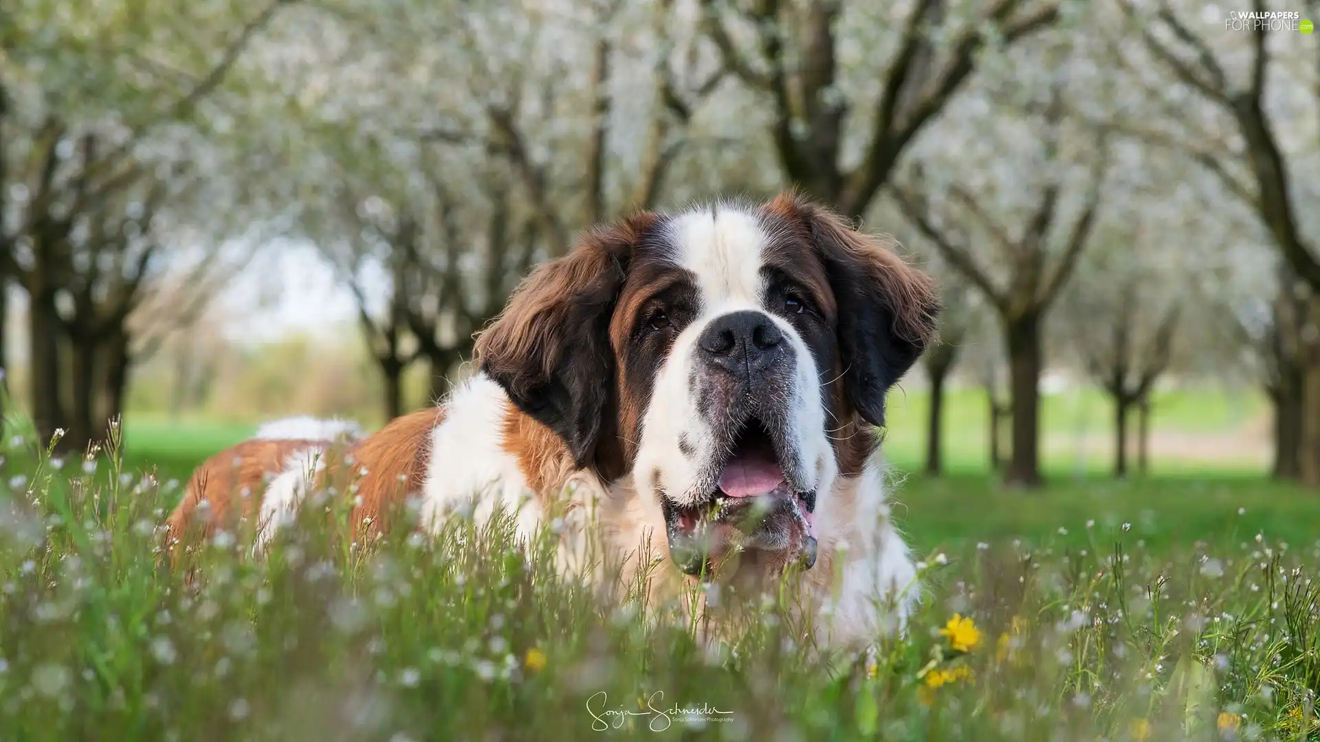 Meadow, dog, Bernard