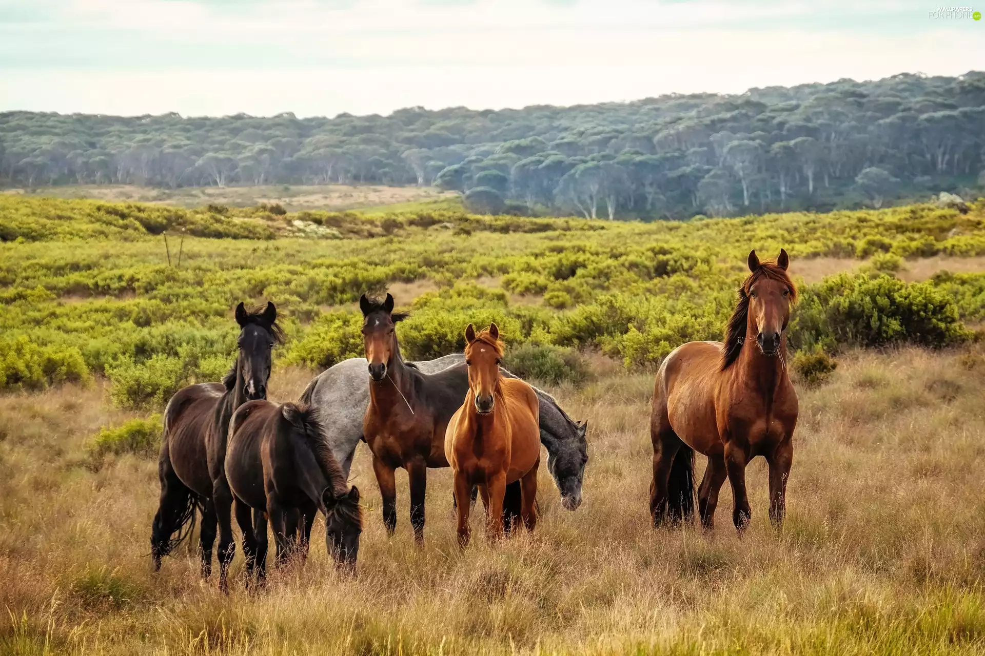 bloodstock, pasturage, forest, Meadow