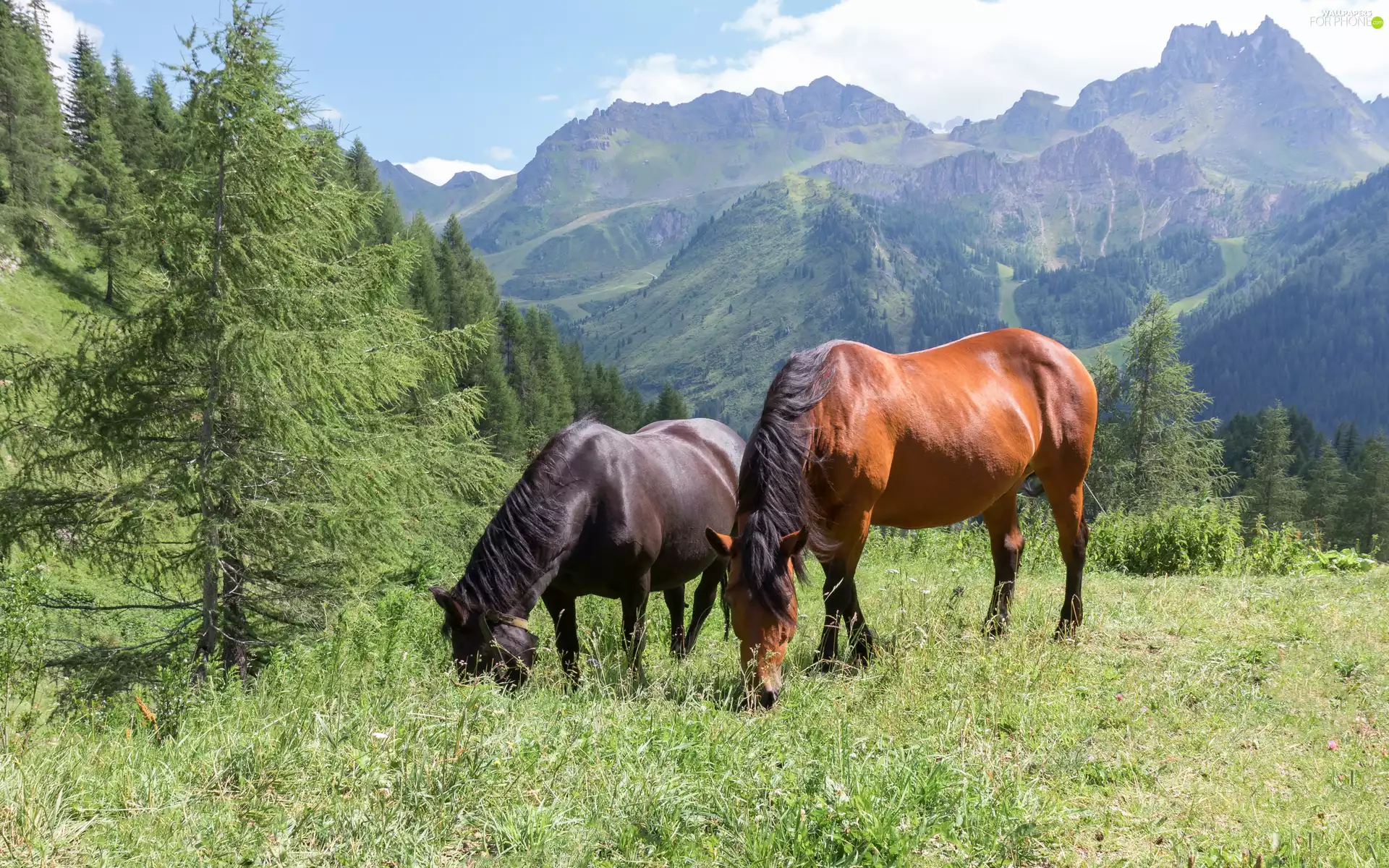 Mountains, woods, bloodstock, Meadow, Two cars