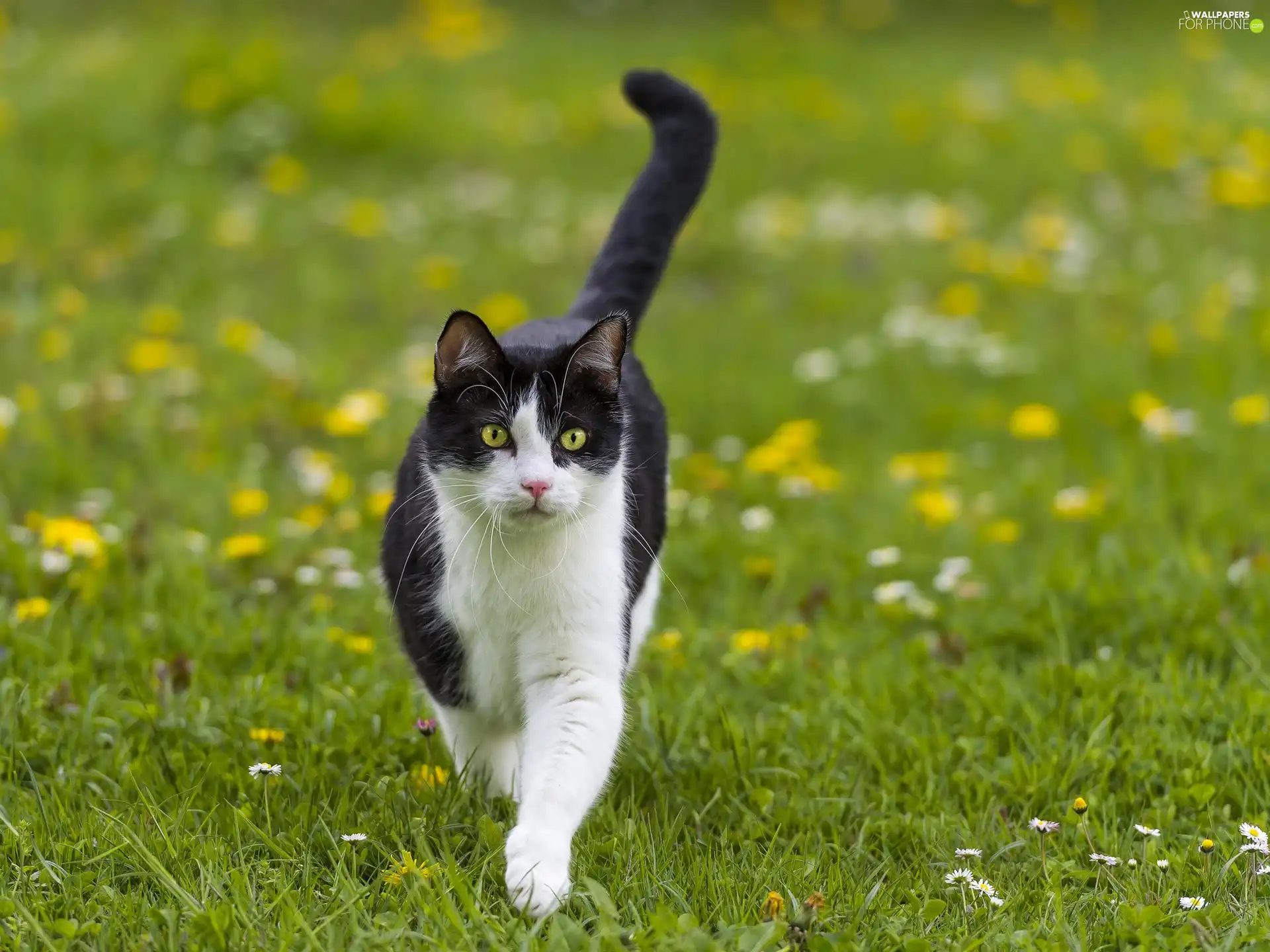 cat, Meadow