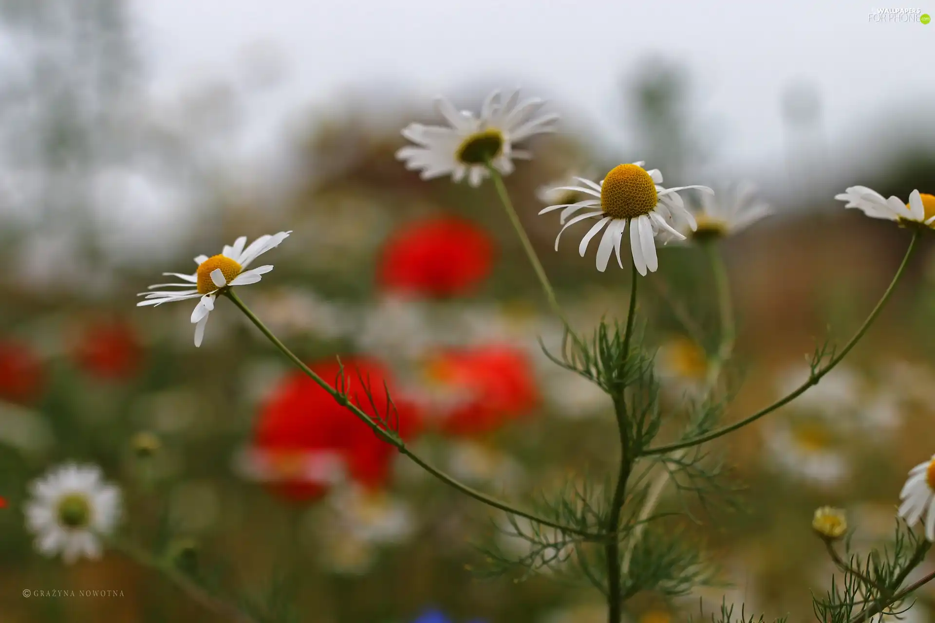 chamomile, Flowers, Meadow, White