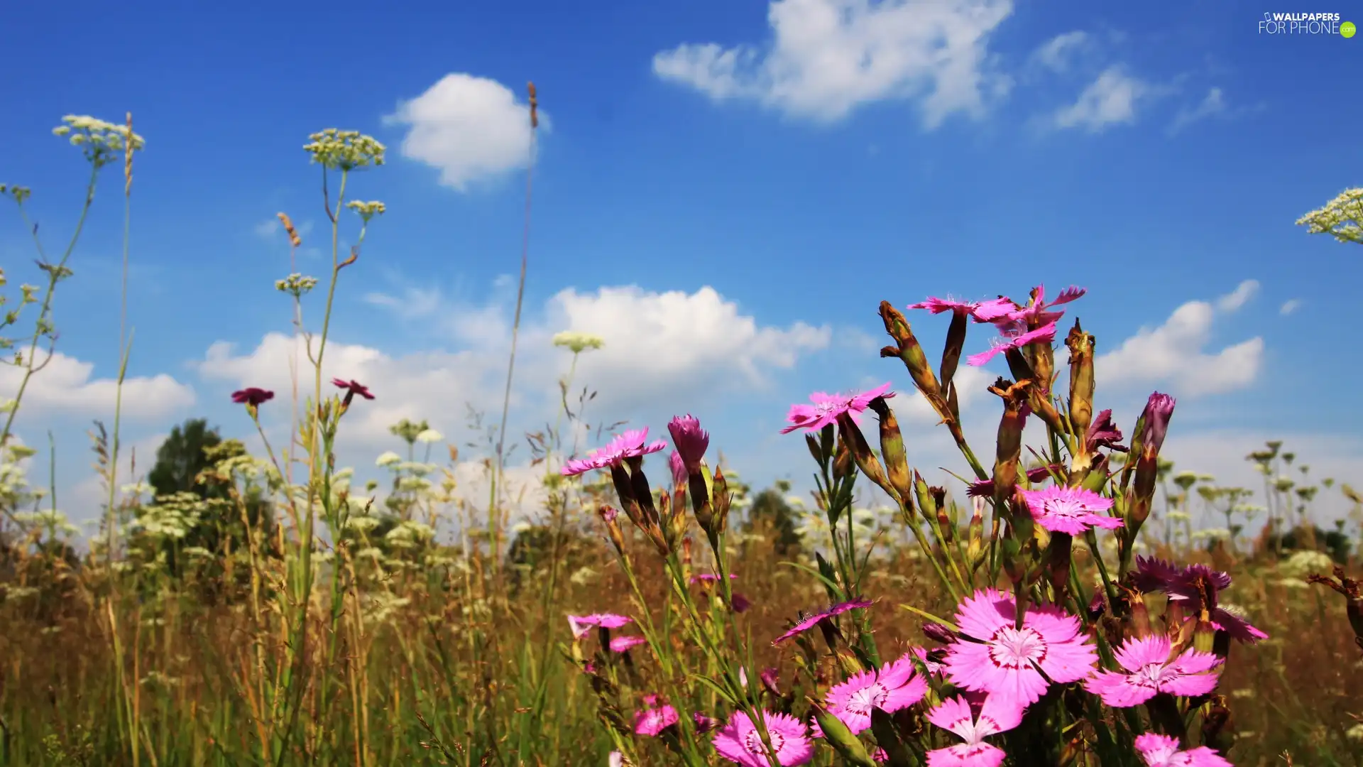 Meadow, clouds, Flowers, cloves, Wildflowers