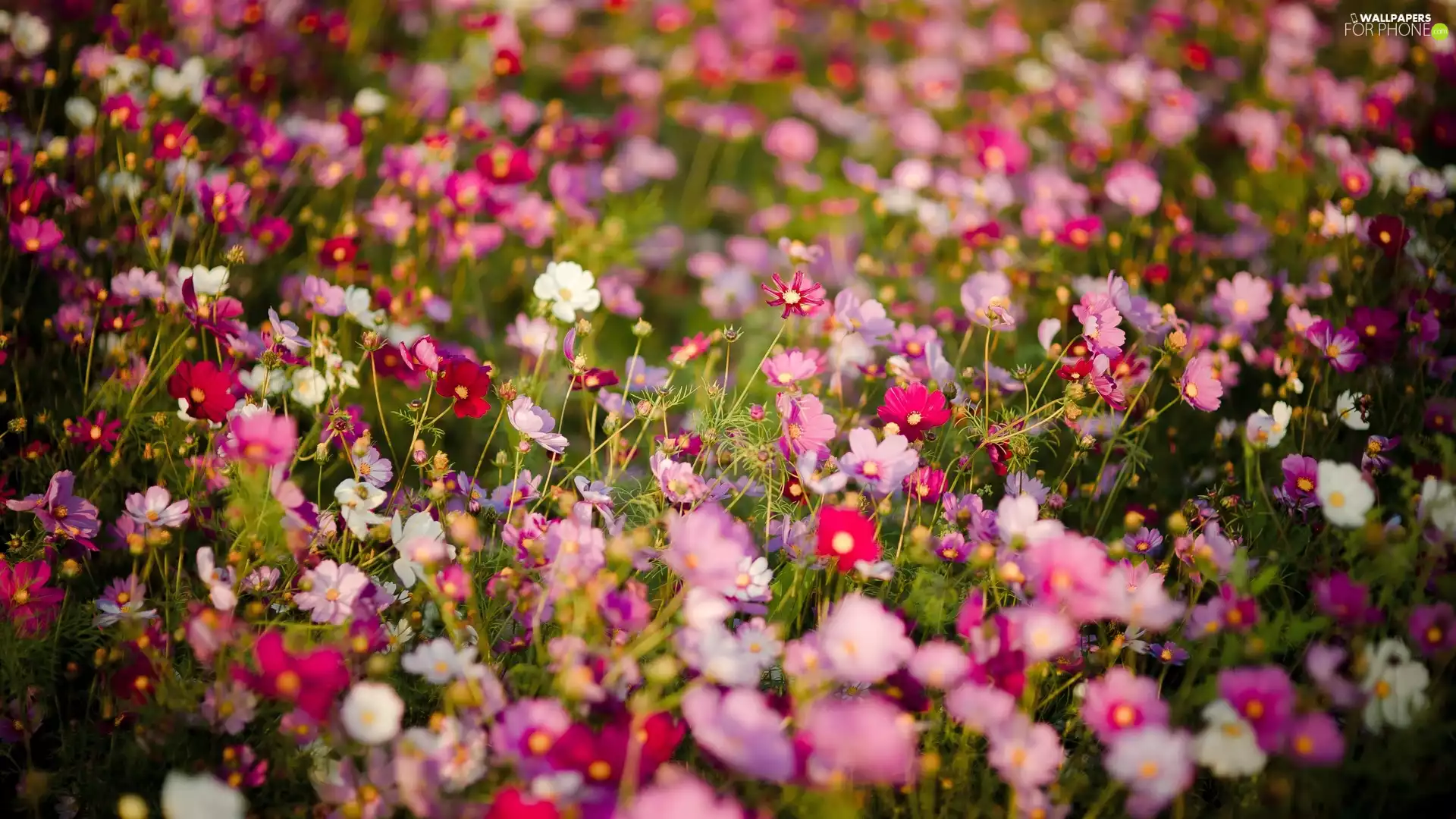 Meadow, Flowers, Cosmos