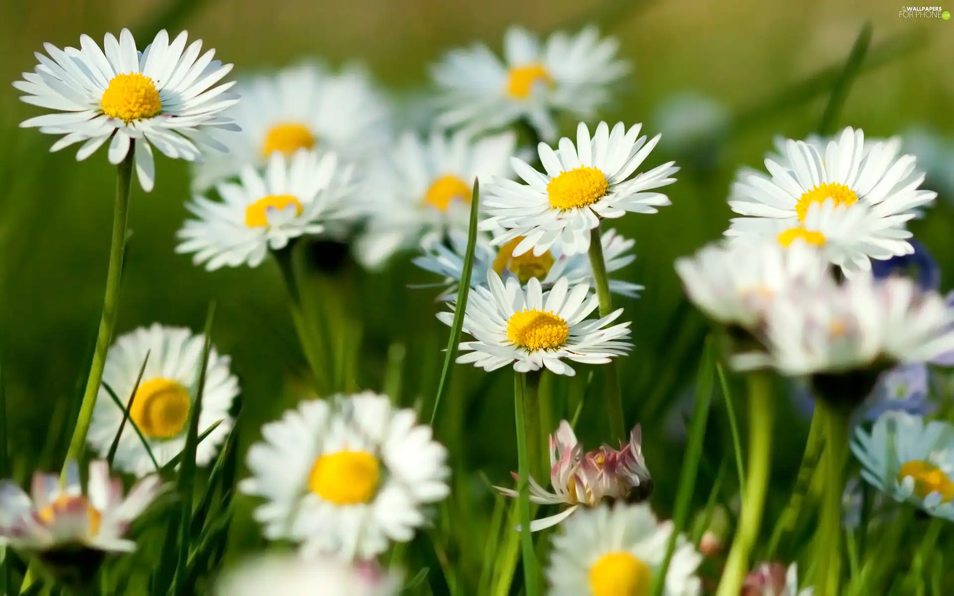 daisies, Meadow