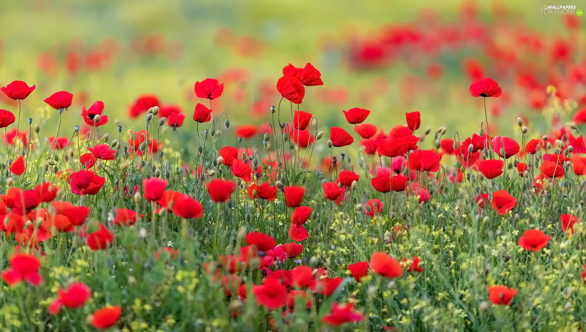 Flowers, papavers, blur, Meadow