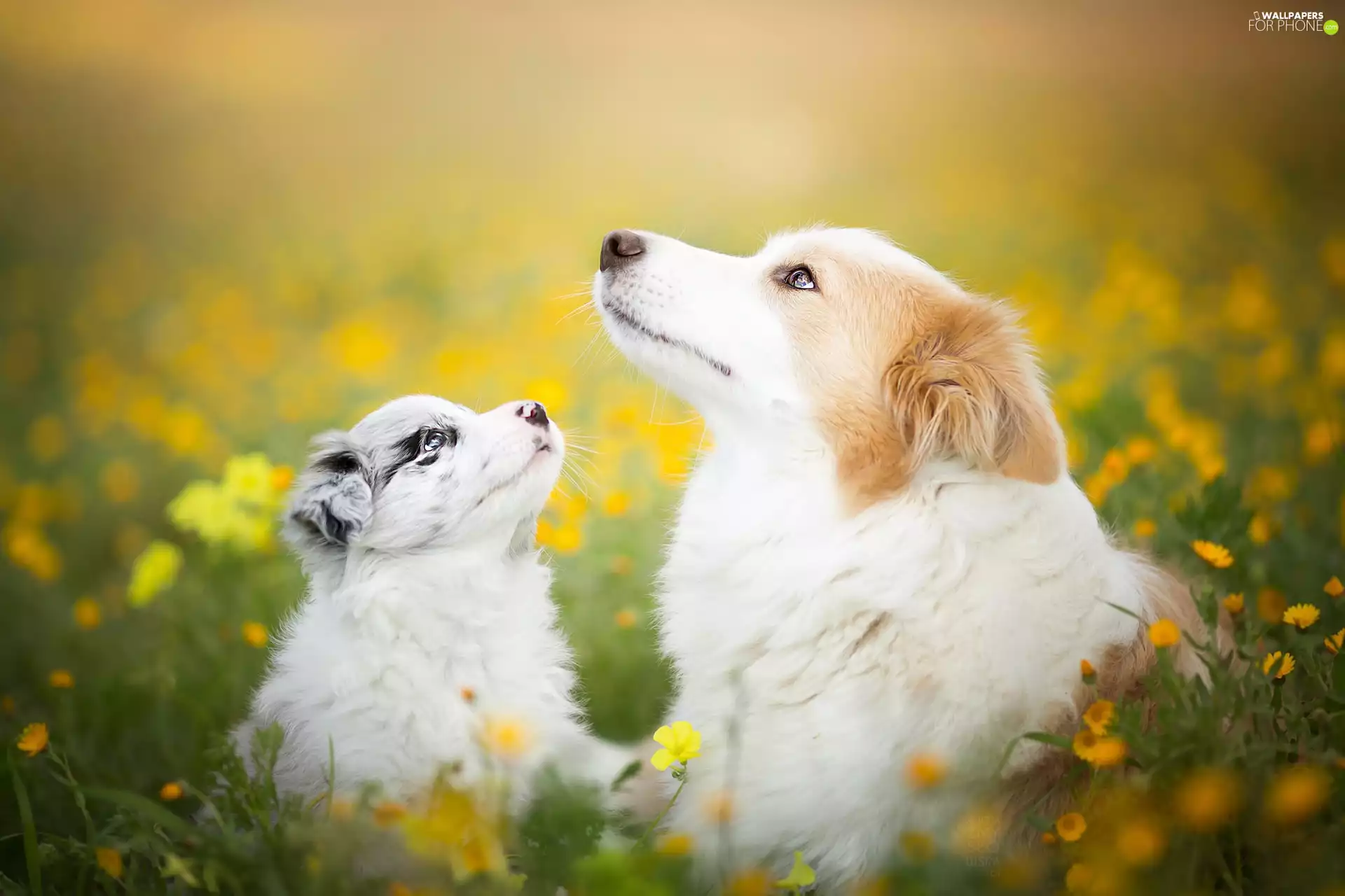 Dogs, Meadow, Flowers, Border Collie