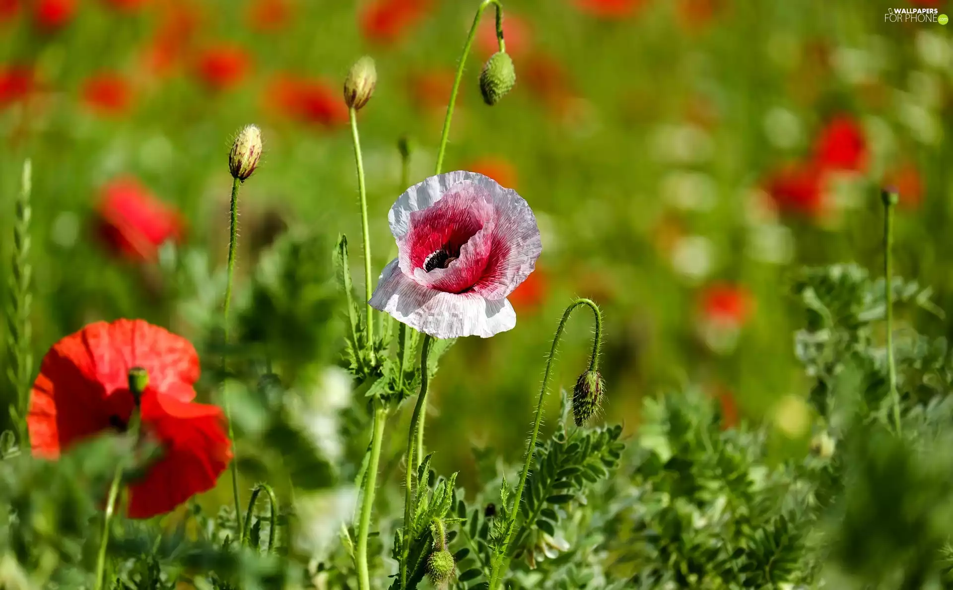 Meadow, papavers, Flowers