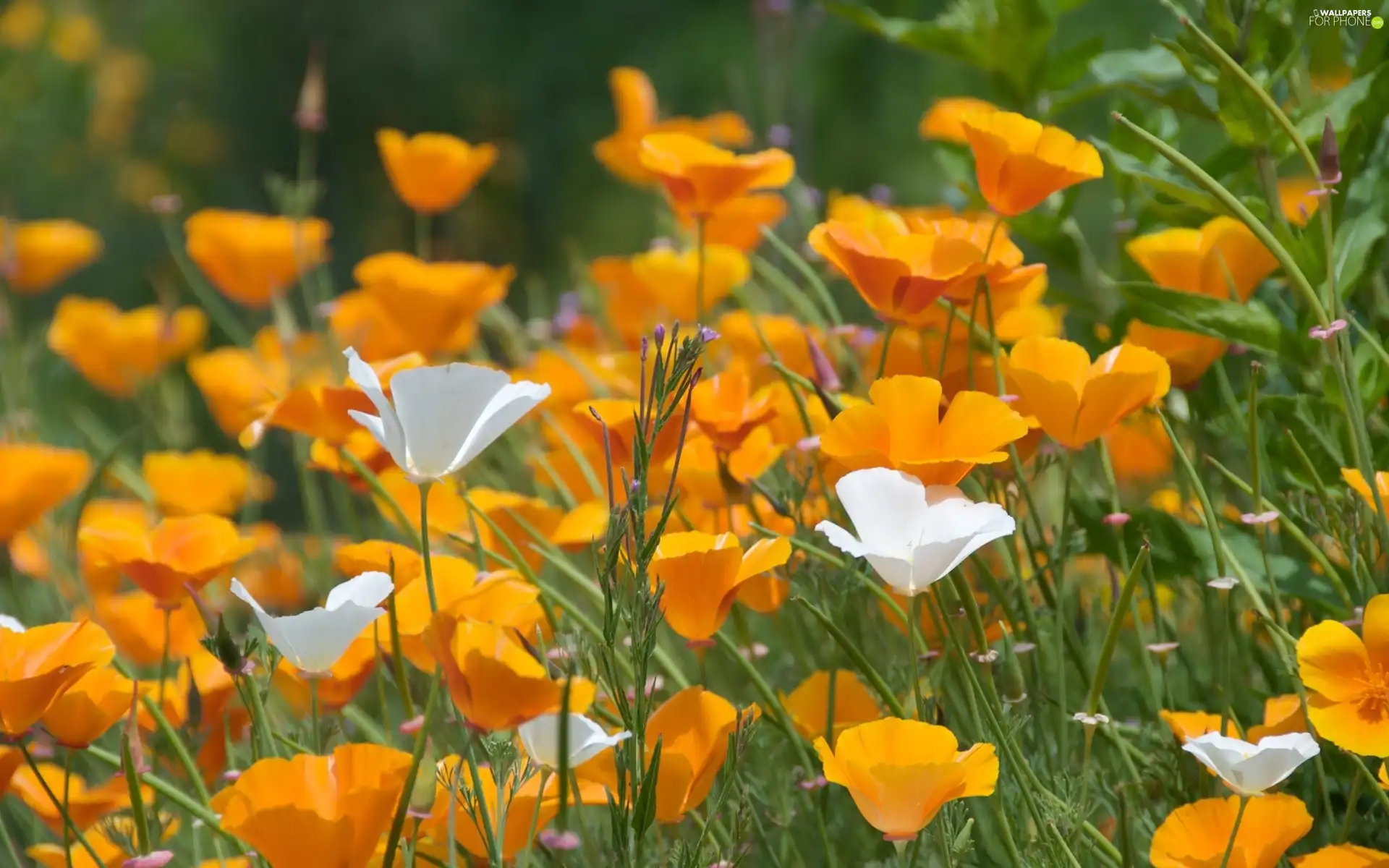 Flowers, White, Meadow, yellow
