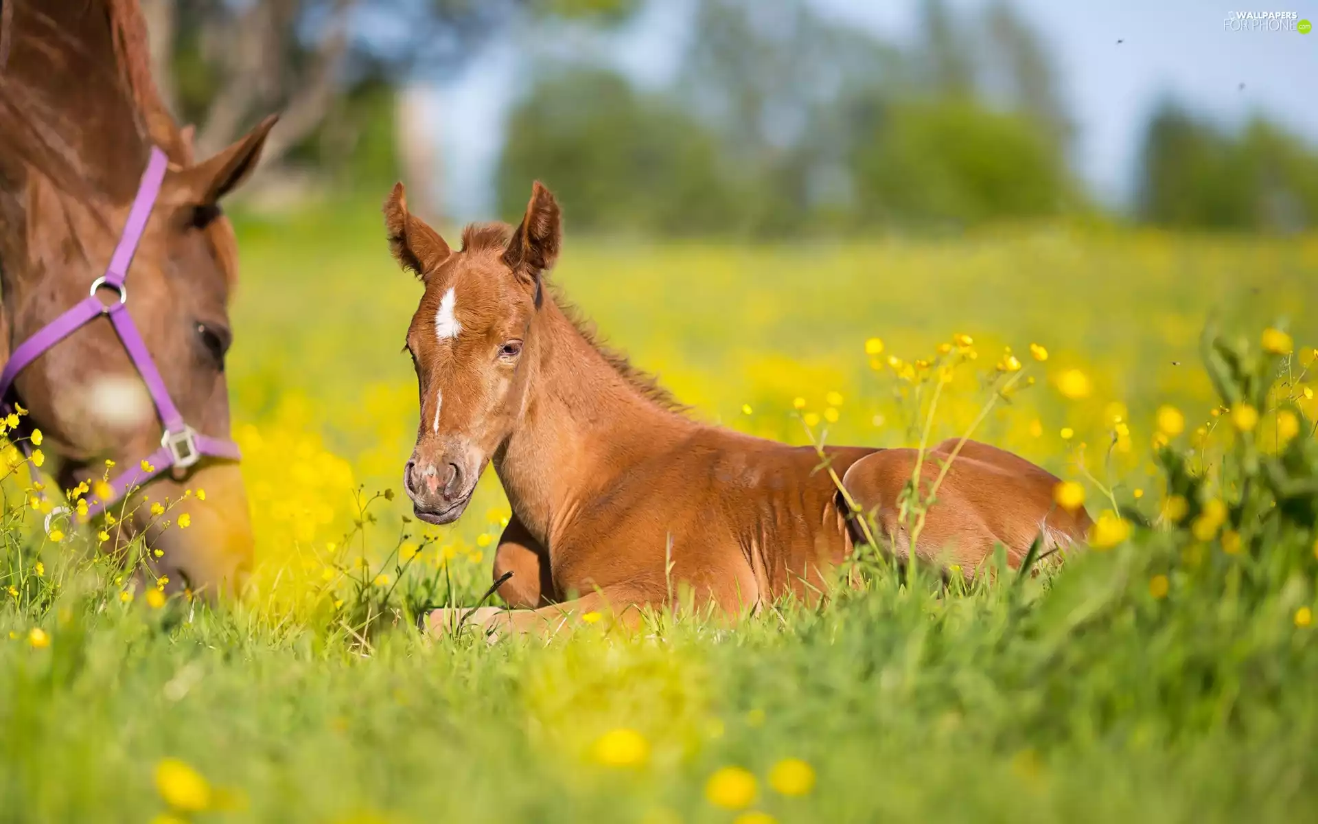 Meadow, bloodstock, Foal