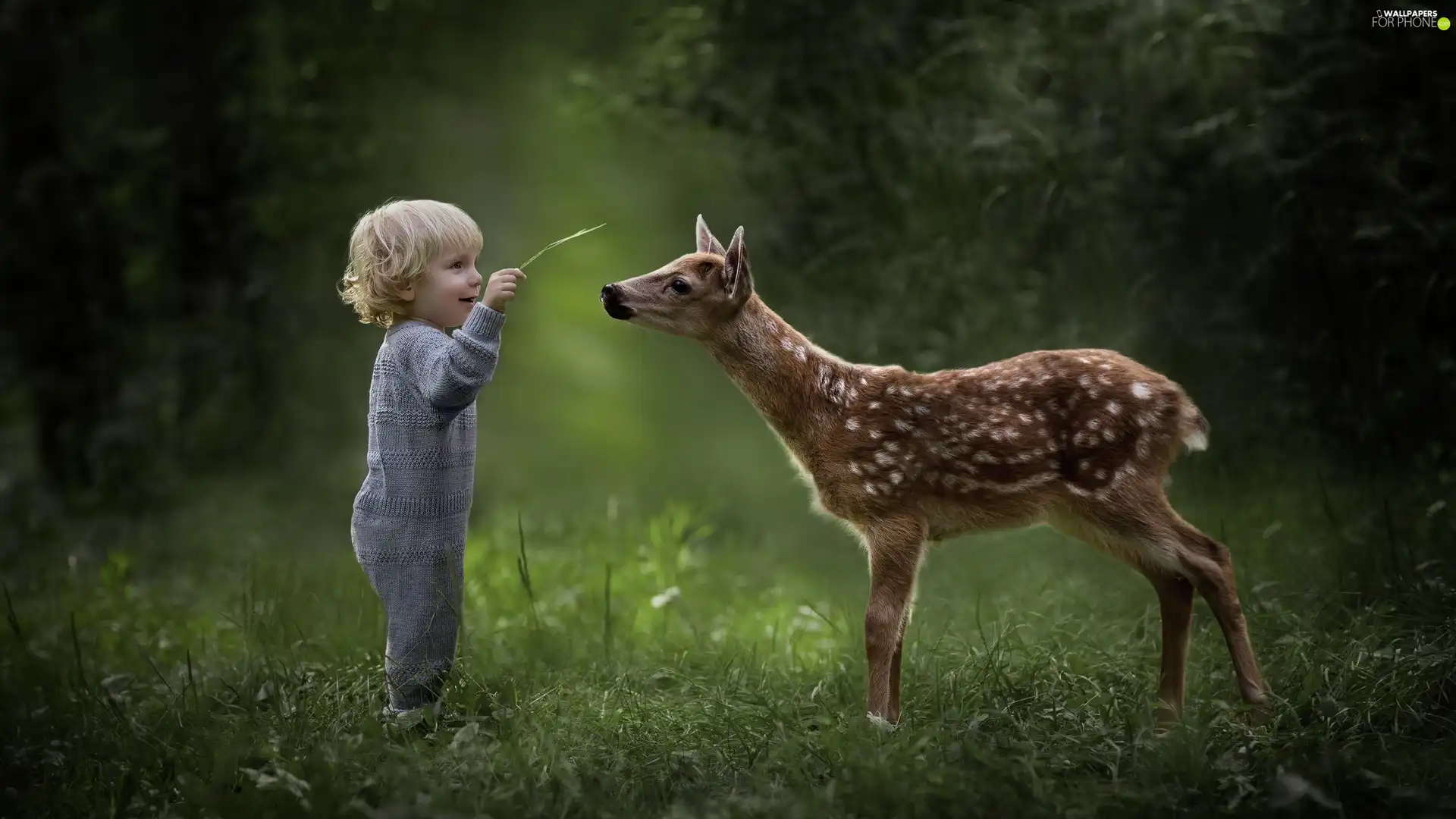 Meadow, forest, boy, deer, Kid