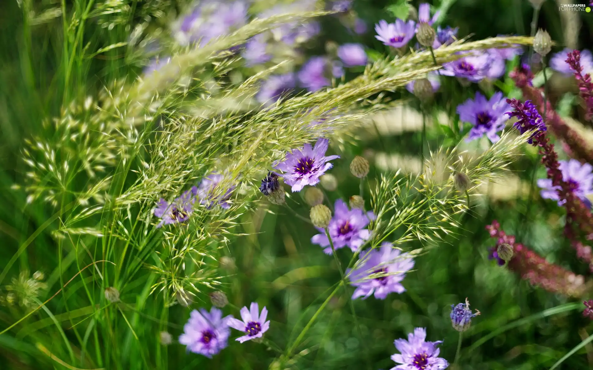 grass, Flowers, Meadow, Wildflowers