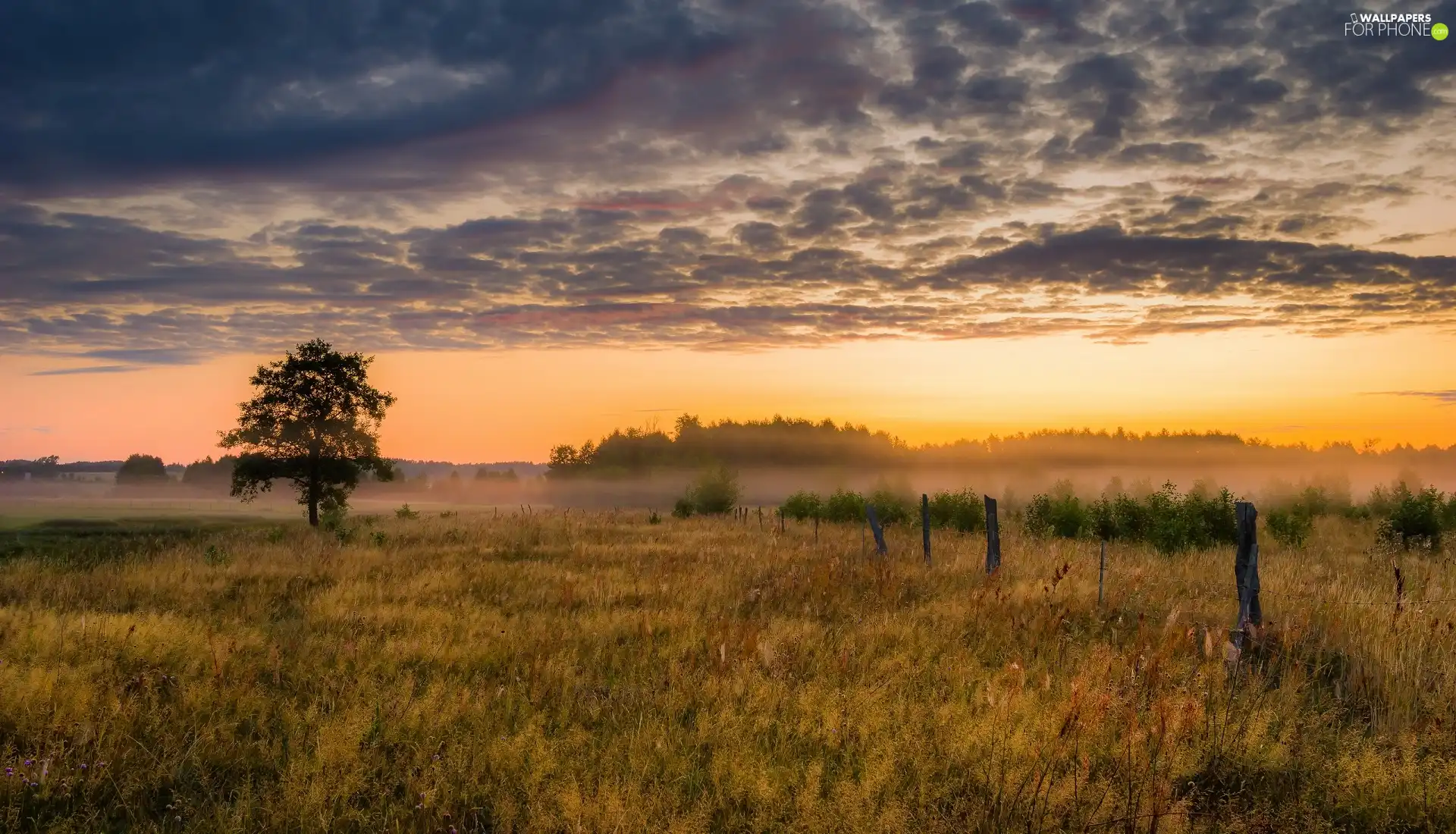 trees, Fog, grass, Meadow, dawn, viewes, fence