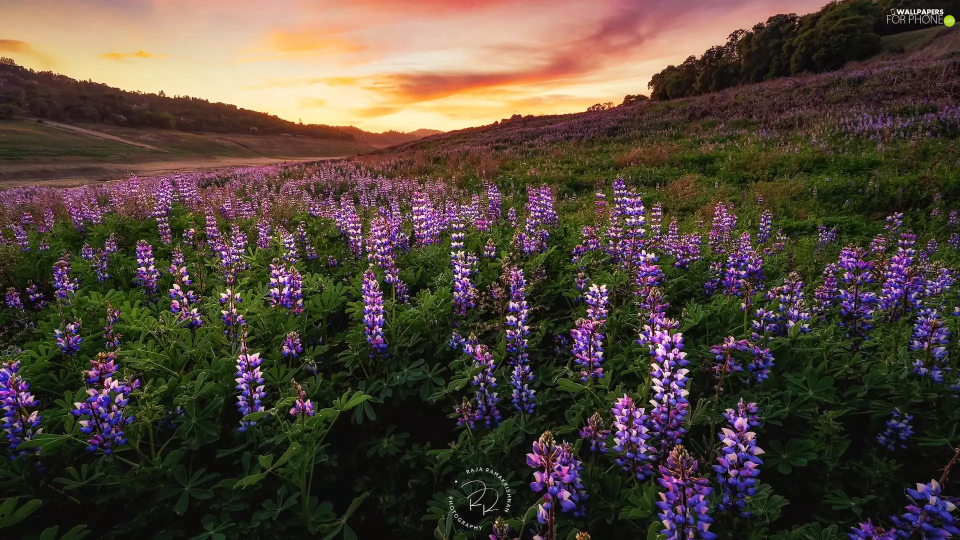Hill, Flowers, lupine, Meadow