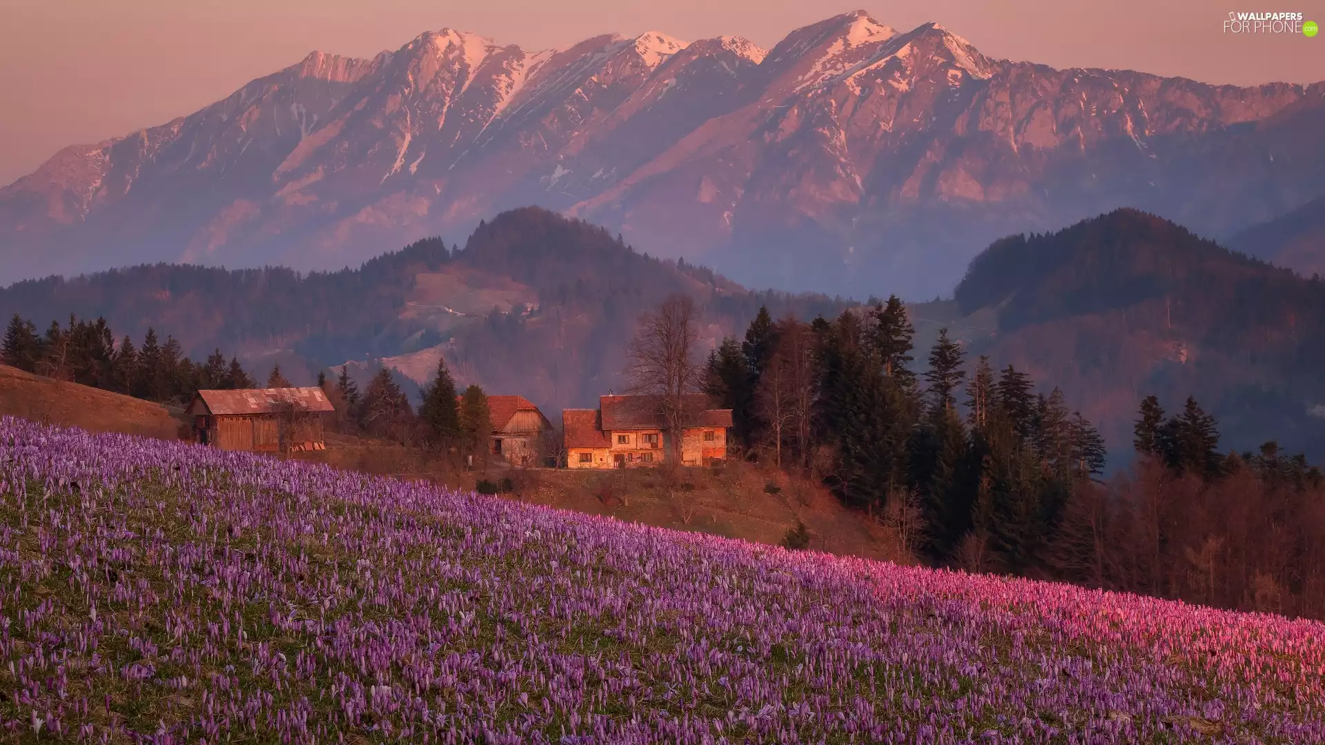 crocuses, Hill, Houses, Meadow, Mountains, Spring, Slovenia
