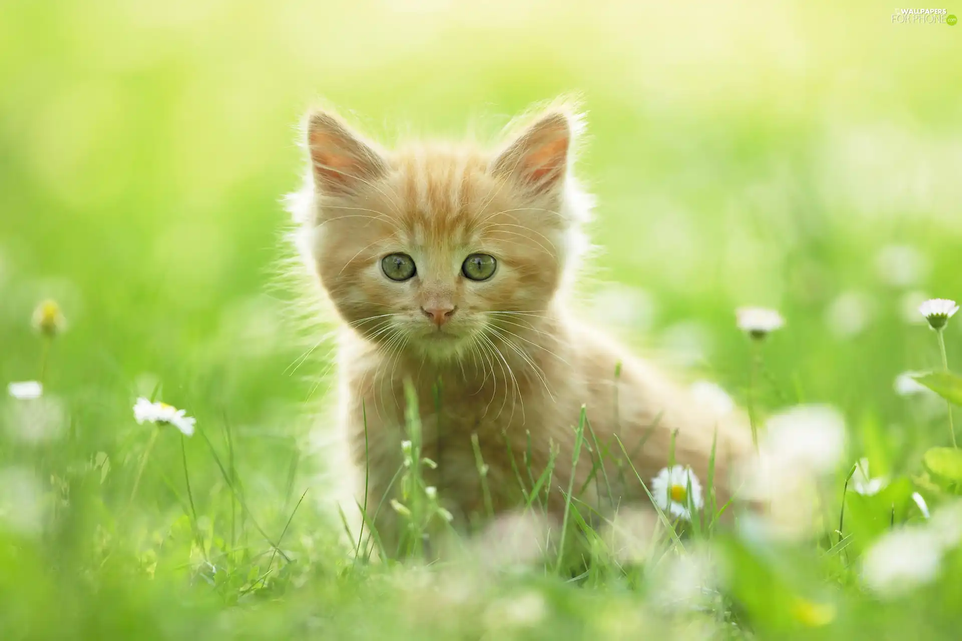 Meadow, ginger, kitten