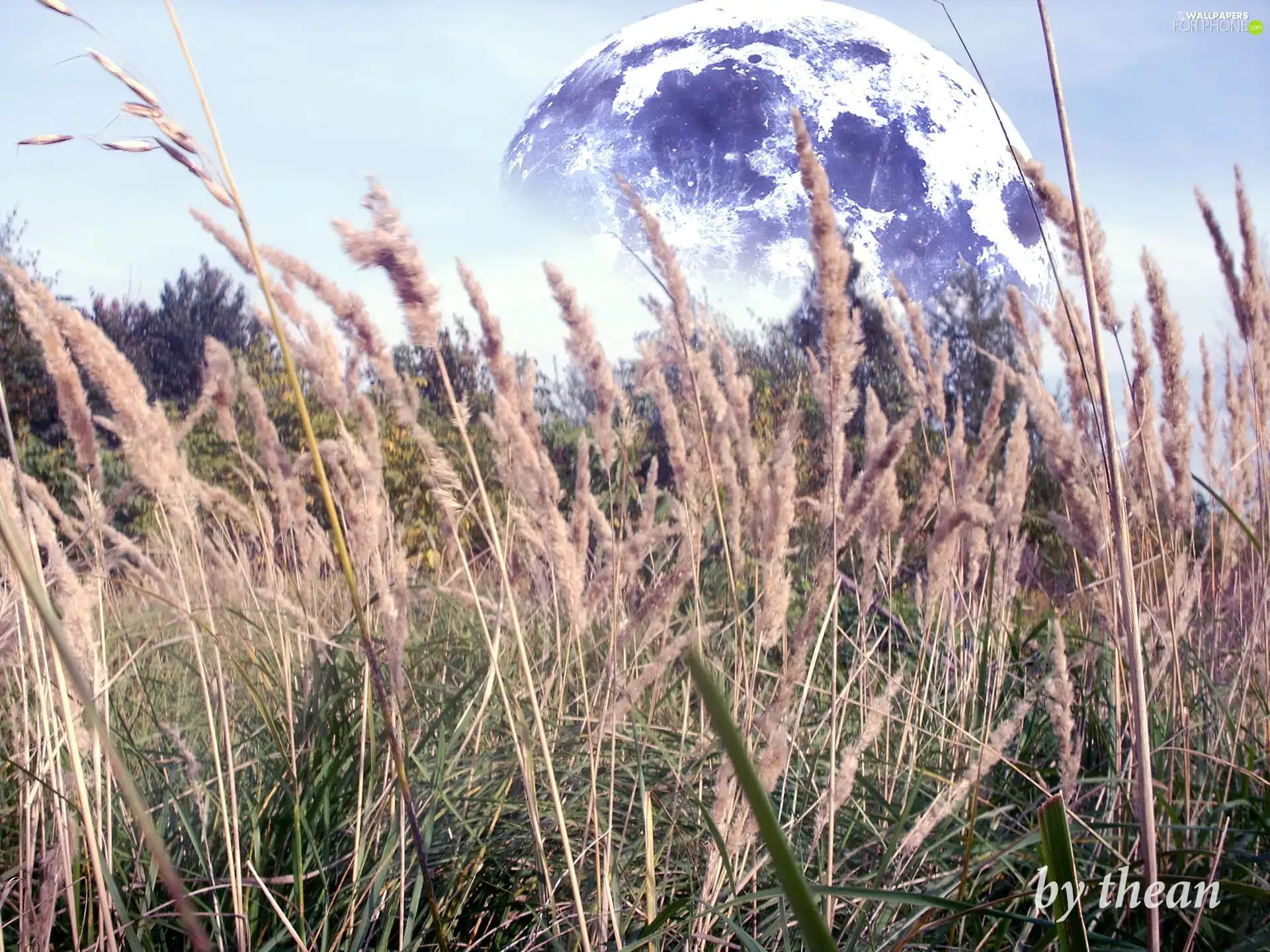 moon, Meadow
