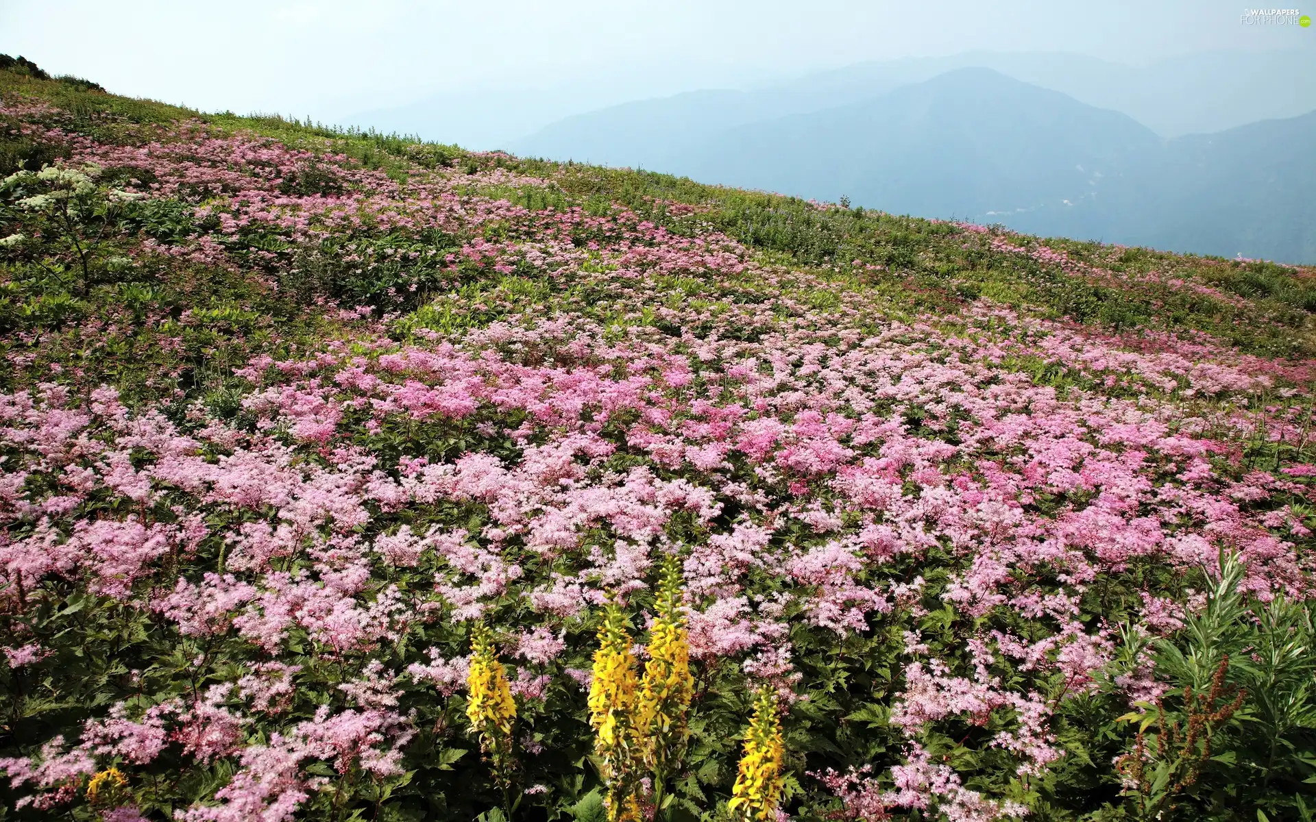 Meadow, Blossoming, Mountain